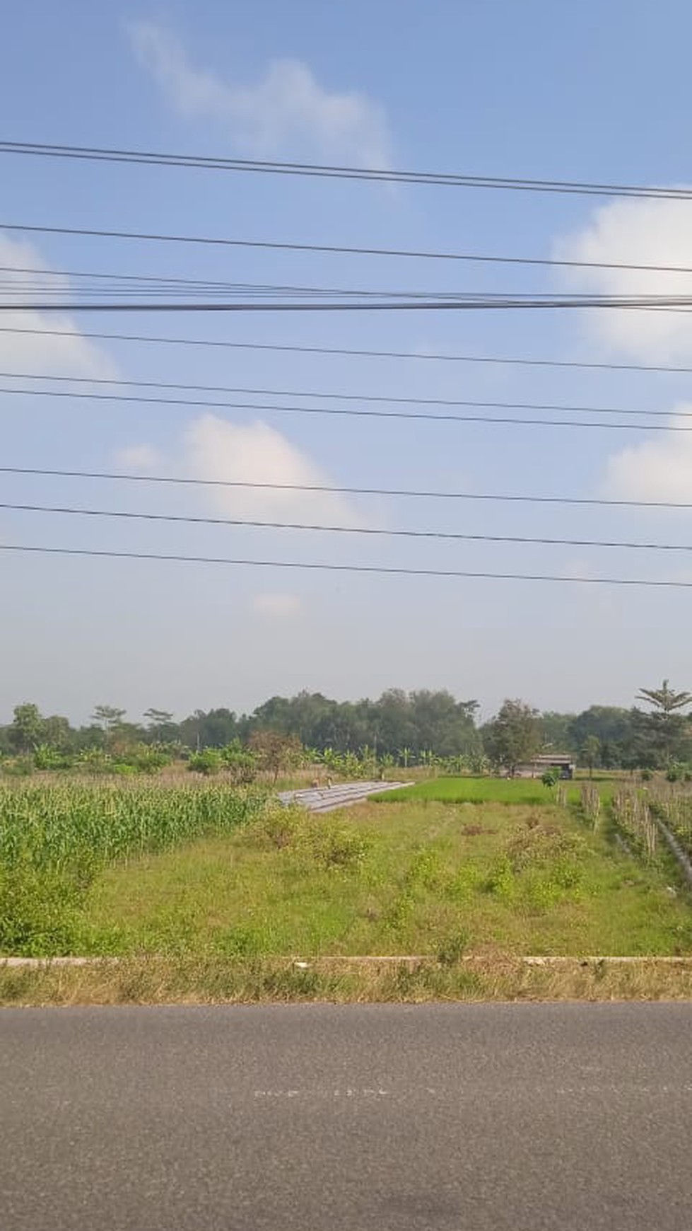 Tanah Sawah Luas 707 Meter Persegi di Seyegan Sleman 