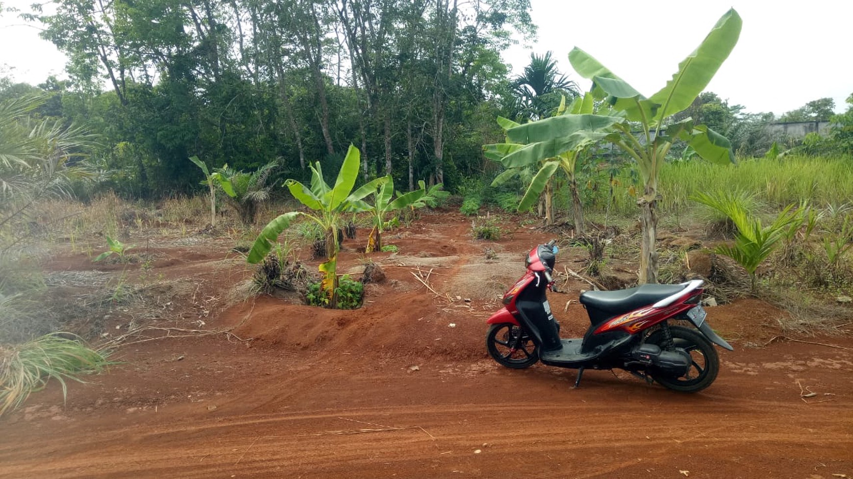 TANAH KAVLING Di DESA SURO MUARA BELITI MUSI RAWAS SUMATRA SELATAN