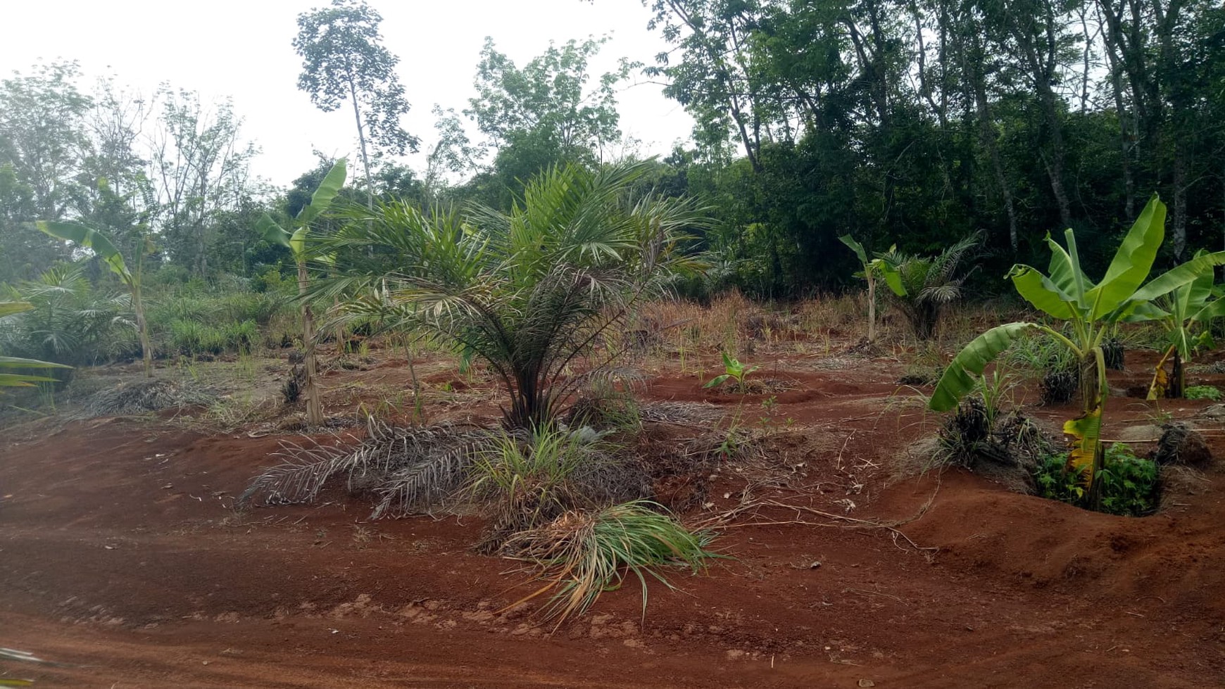 TANAH KAVLING Di DESA SURO MUARA BELITI MUSI RAWAS SUMATRA SELATAN