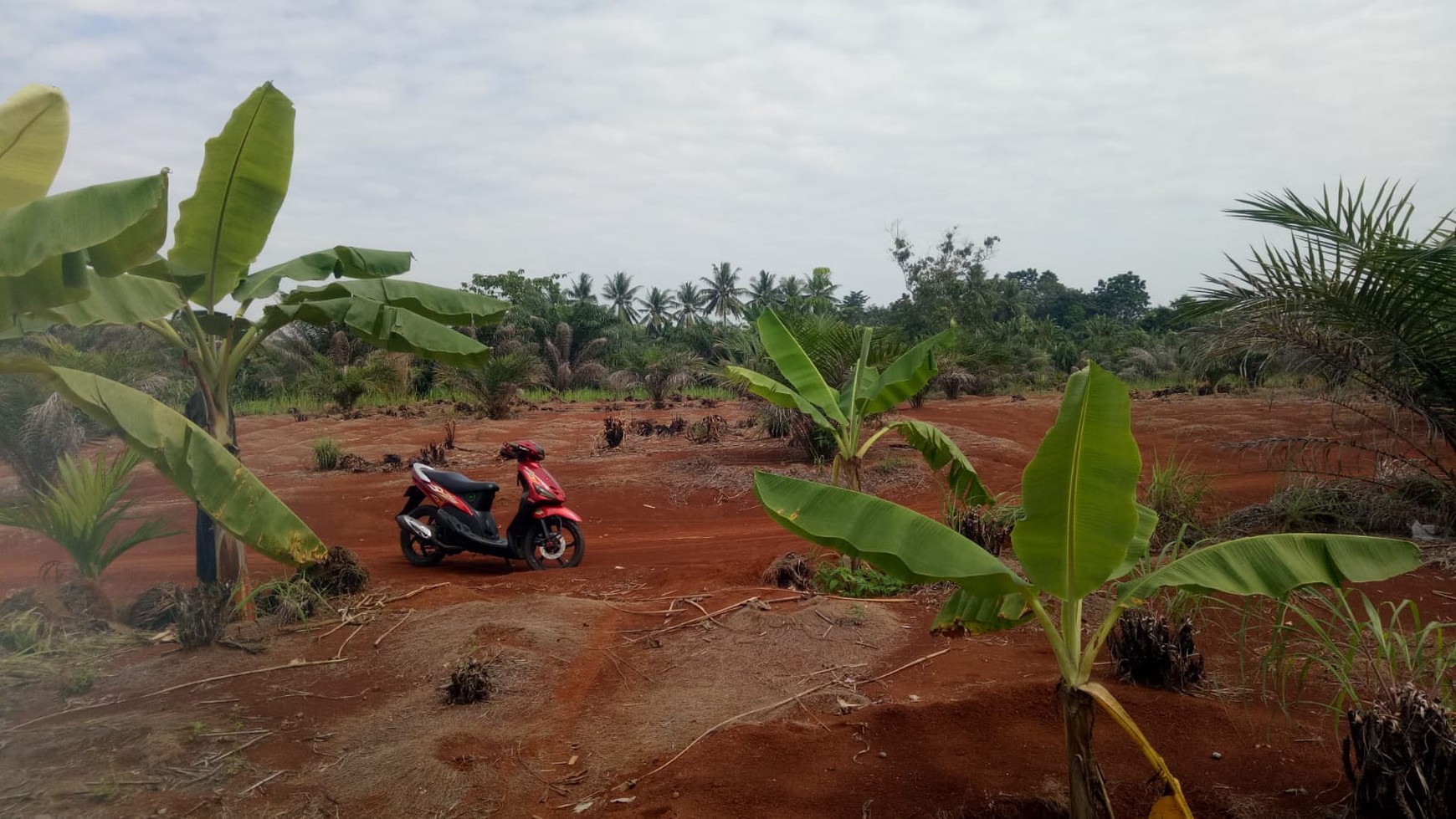 TANAH KAVLING Di DESA SURO MUARA BELITI MUSI RAWAS SUMATRA SELATAN