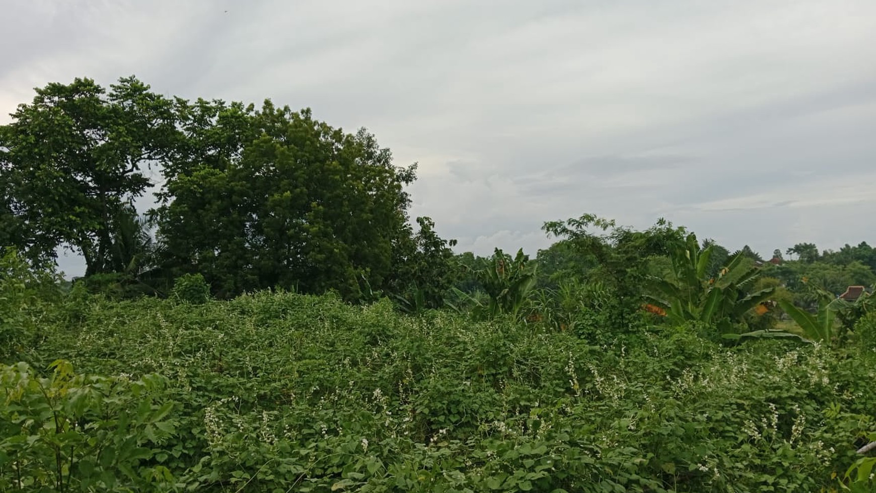 Land For Sale in Panji