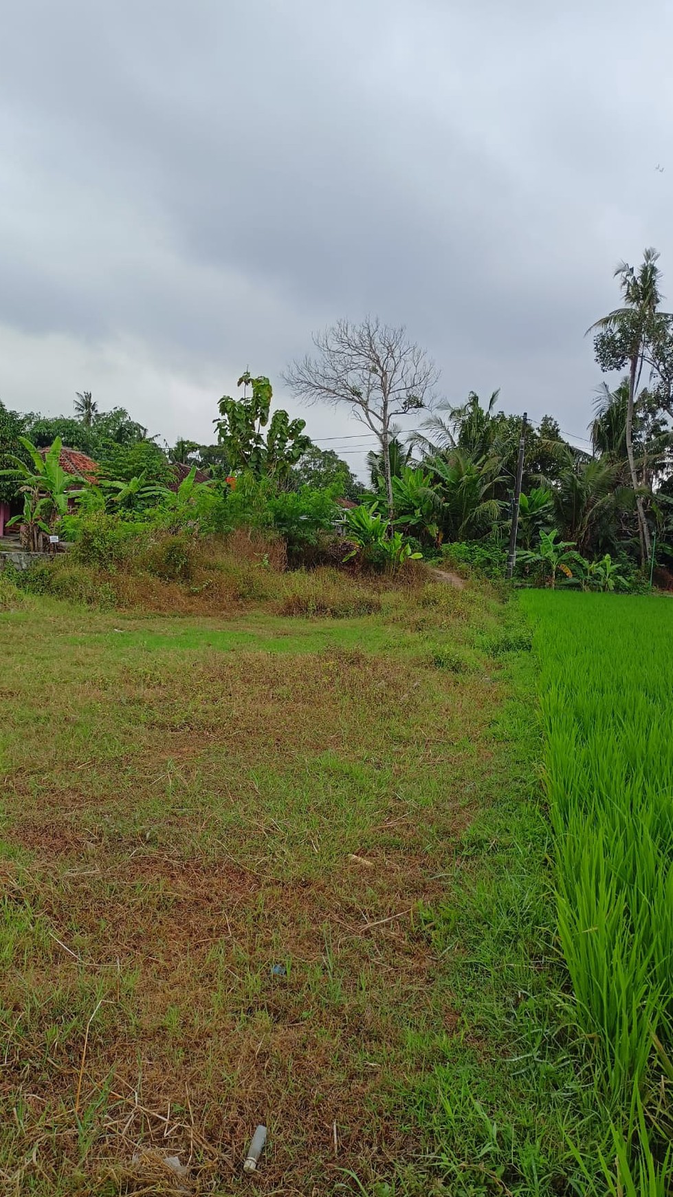 Tanah Luas 618 Meter Persegi di Bambanglipuro Bantul