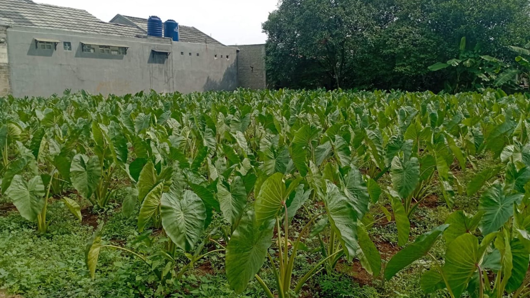 Kavling Siap Bangun dan Cocok untuk Perumahan @Desa Duren Baru Poncol, Susukan