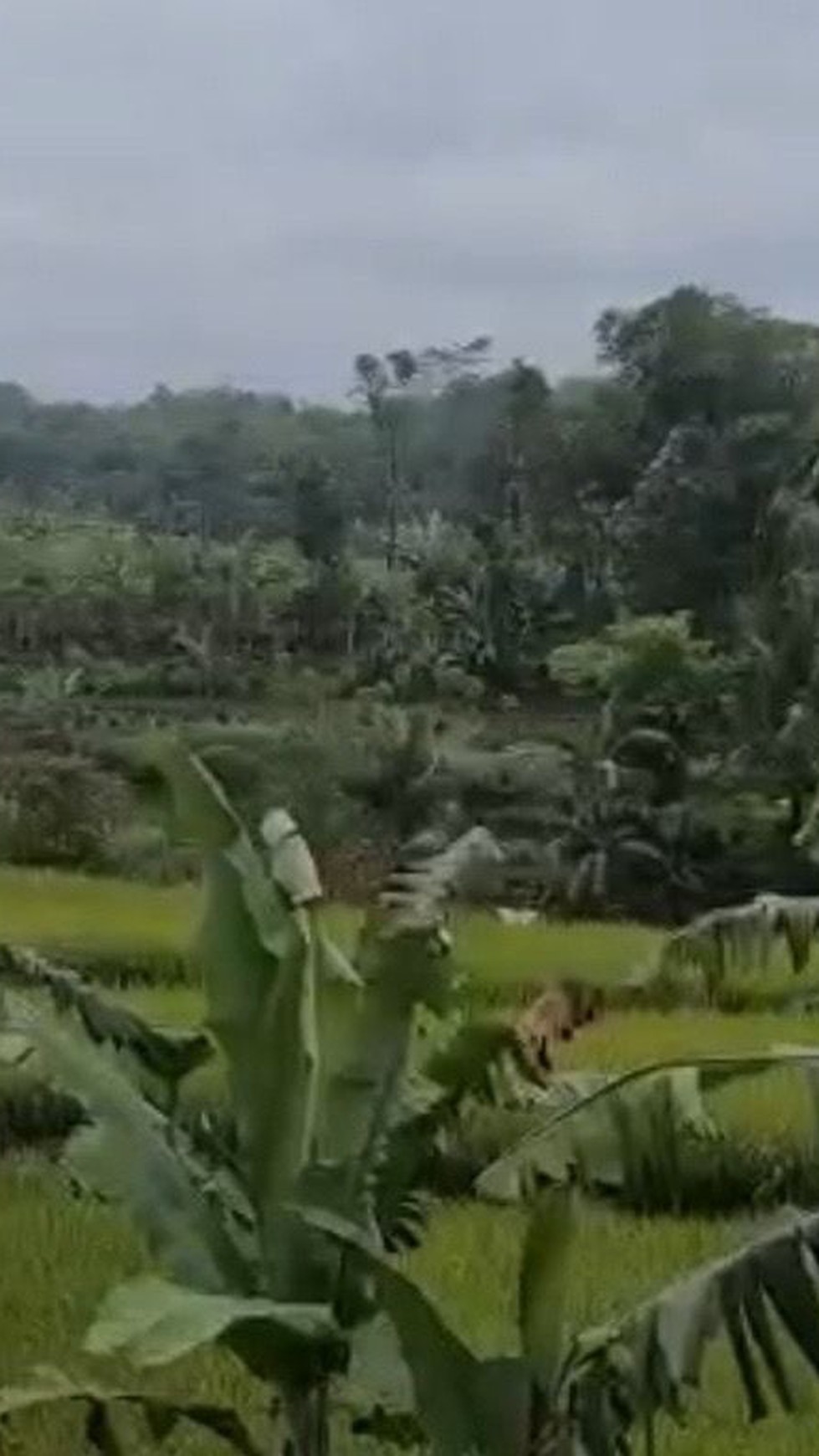 Tanah Desa Cigudeg, Kampung Babakan, Bogor Luas 1,8 Ha