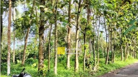 Dijual Tanah Kebun Jati ch