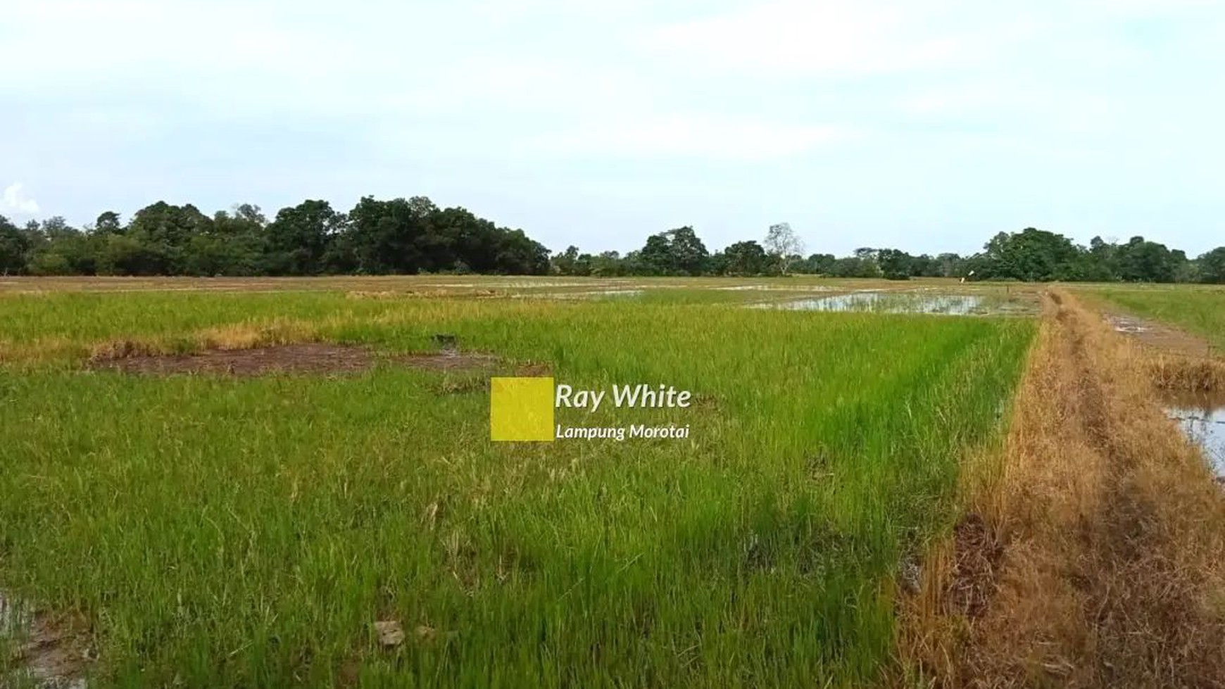 dijual lahan sawah strategis