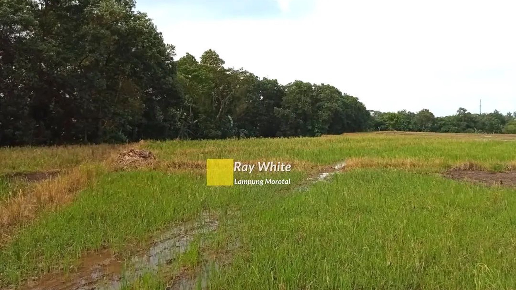 dijual lahan sawah strategis