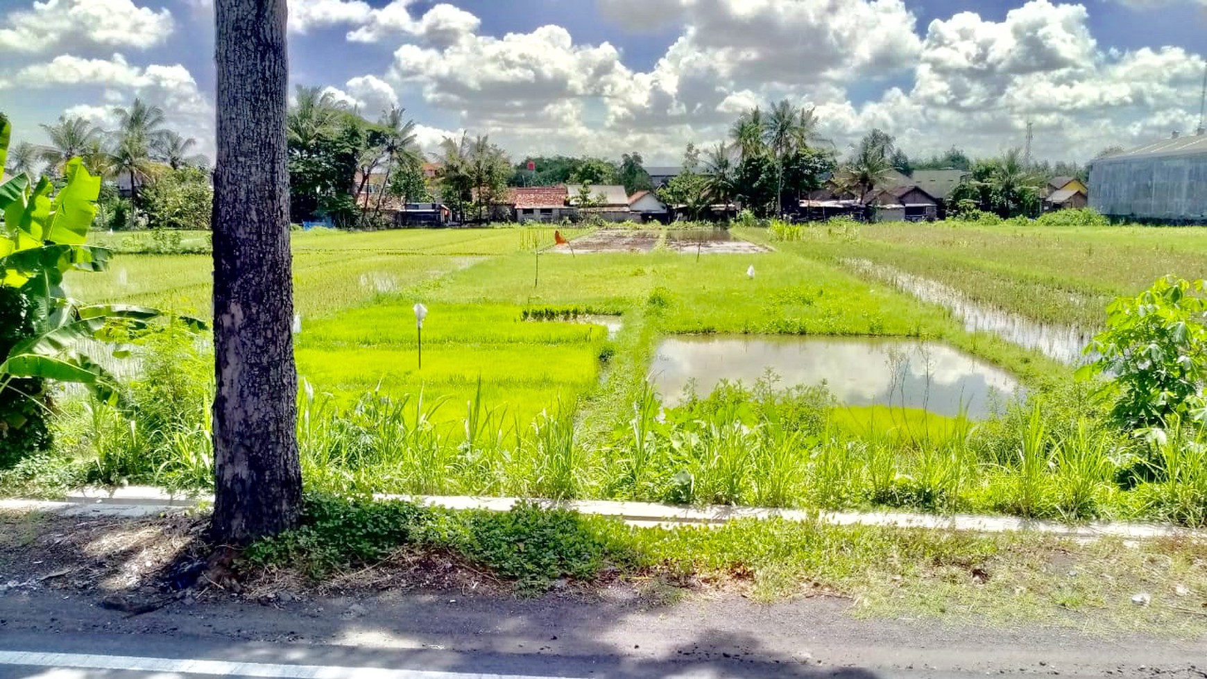 TANAH PEKARANGAN SELUAS 2168 METER PERSEGI, DI RINGROAD DEKAT KAMPUS UMY