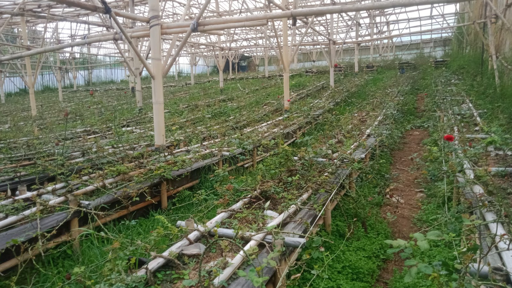 Tanah di Lembang cocok untuk Usaha atau Perumahan JARANG ADA !