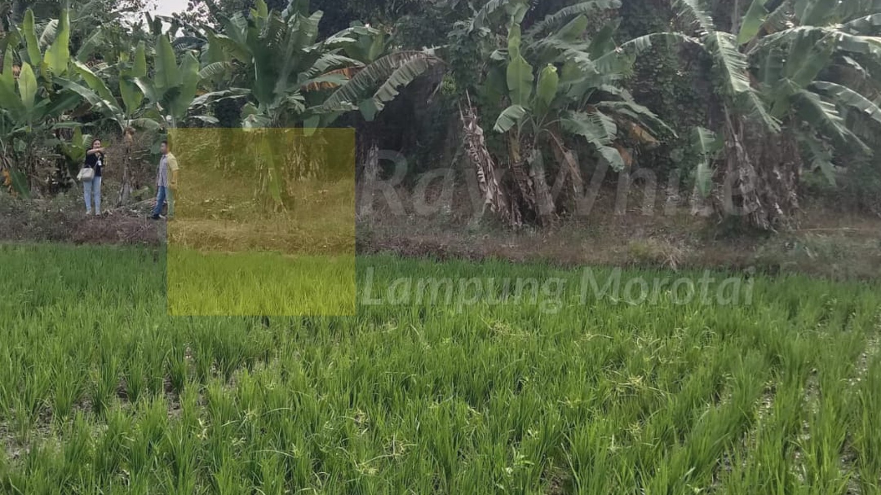 Dijual Tanah Perkebunan Darat dan Sawah