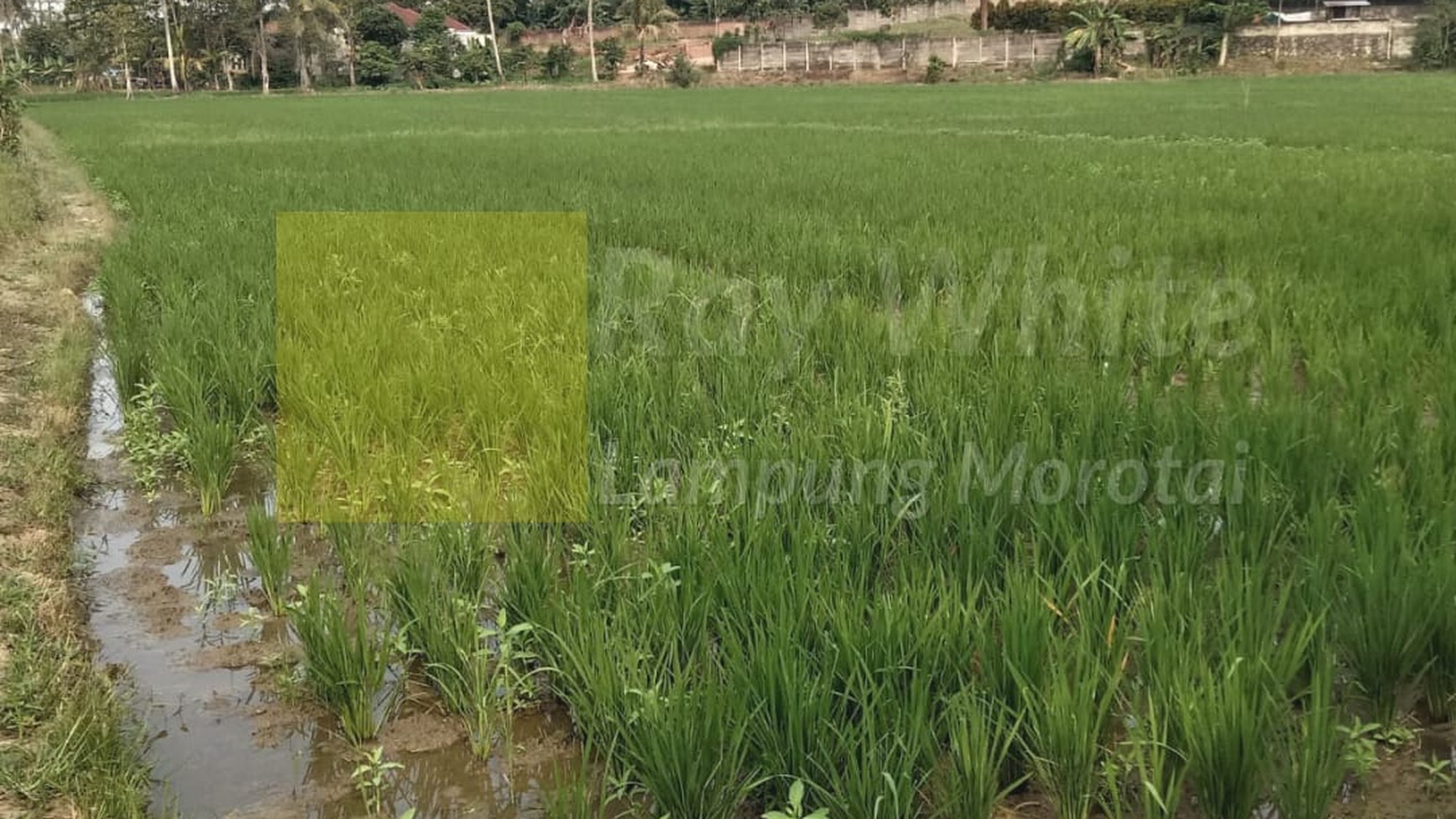 Dijual Tanah Perkebunan Darat dan Sawah