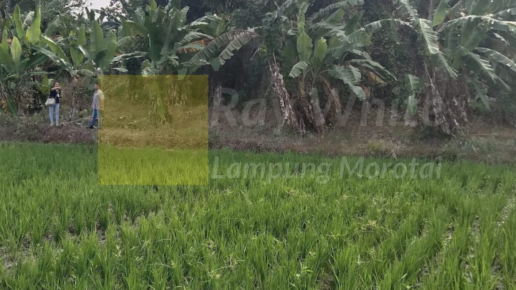 Dijual Tanah Permukiman dan Sawah