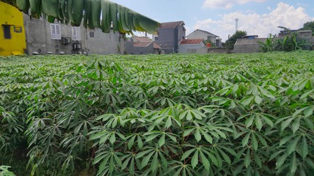 Tanah cocok bangun cluster di kayu manis Bogor