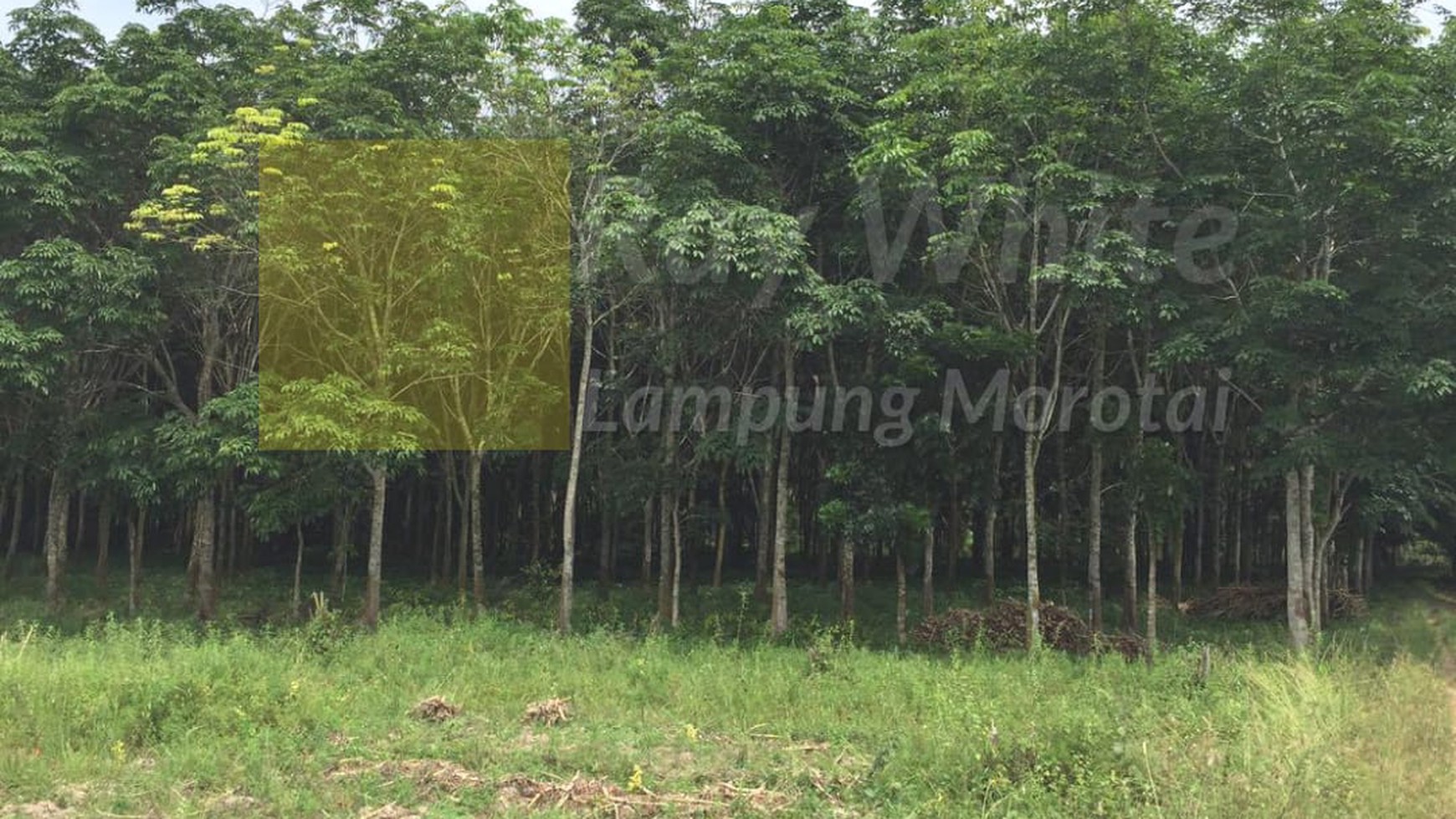 Dijual Tanah Kayu Racuk ch