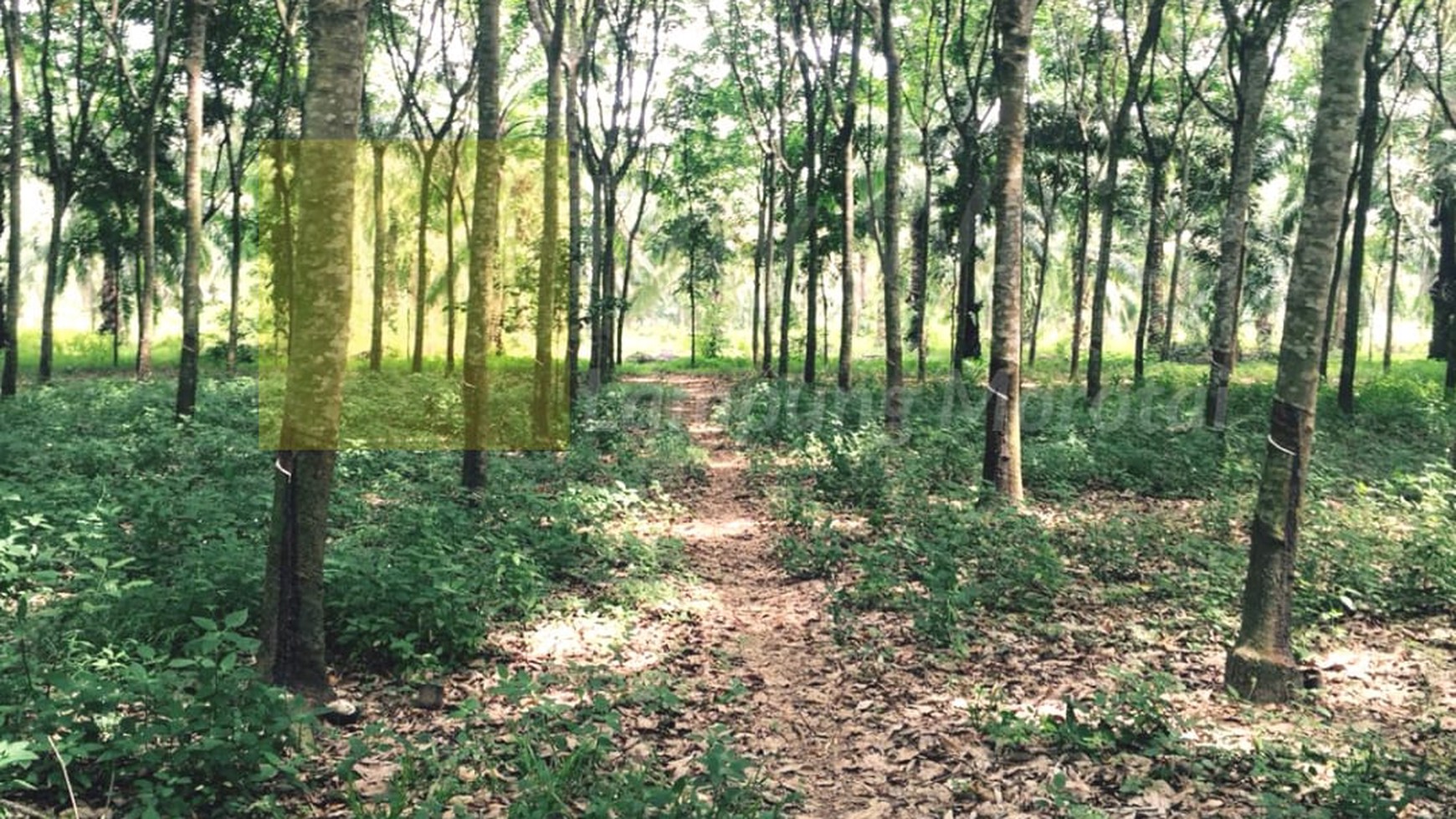 Dijual Tanah Kayu Racuk ch