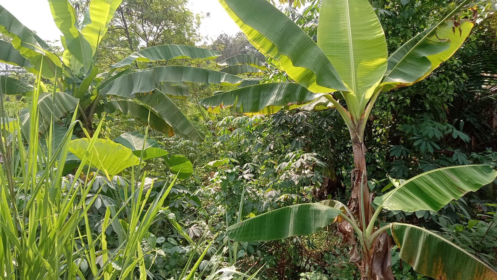 Kavling di Serang raya balaraja