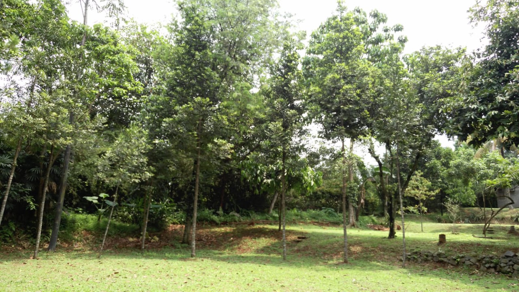 Tanah Kebun ada pohon buah, Harga Nego di Tajur Halang Bogor