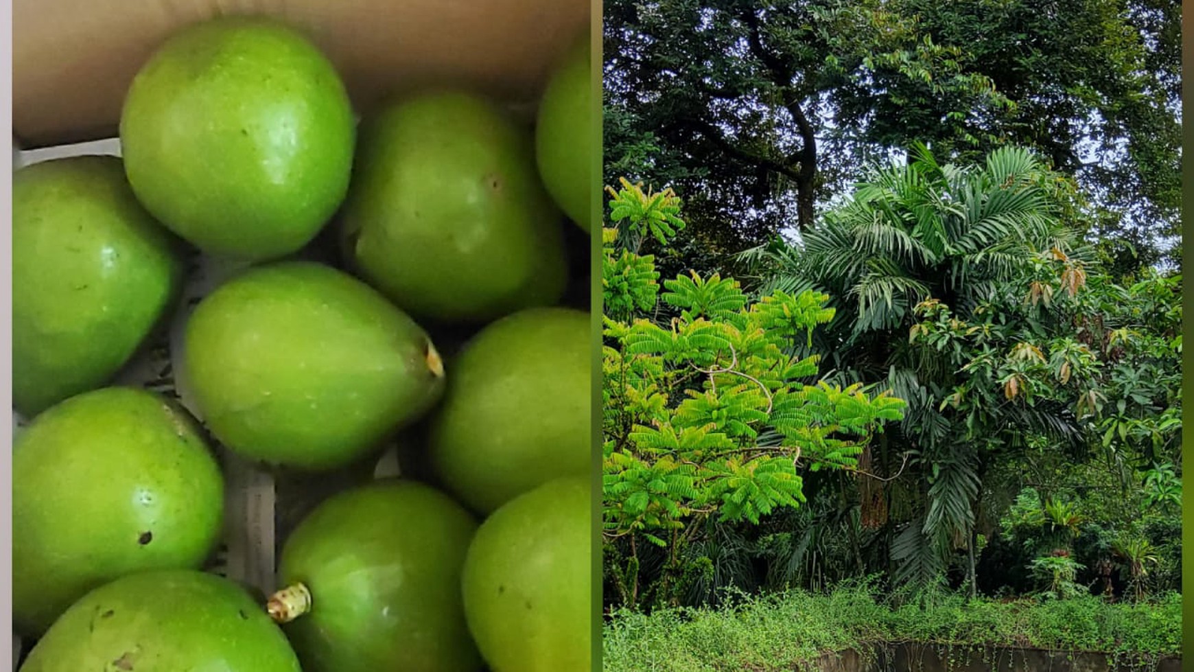 Tanah Kebun ada pohon buah, Harga Nego di Tajur Halang Bogor