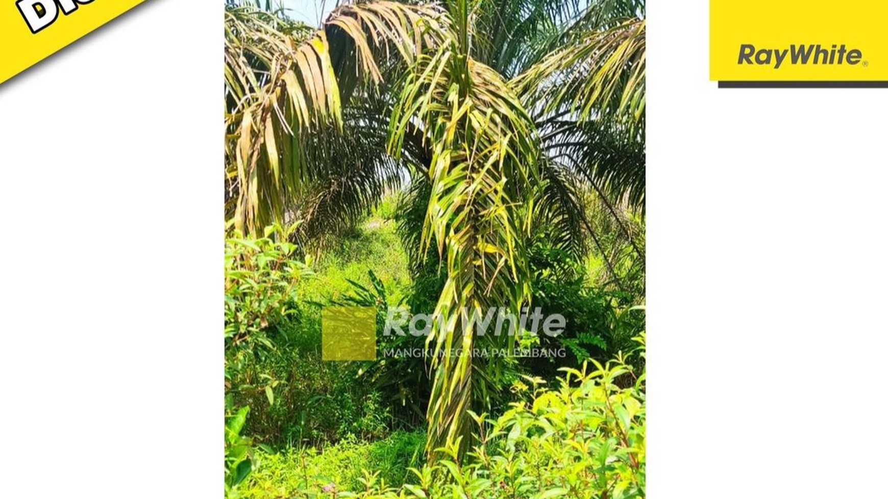 DI JUAL TANAH KEBUN SAWIT 