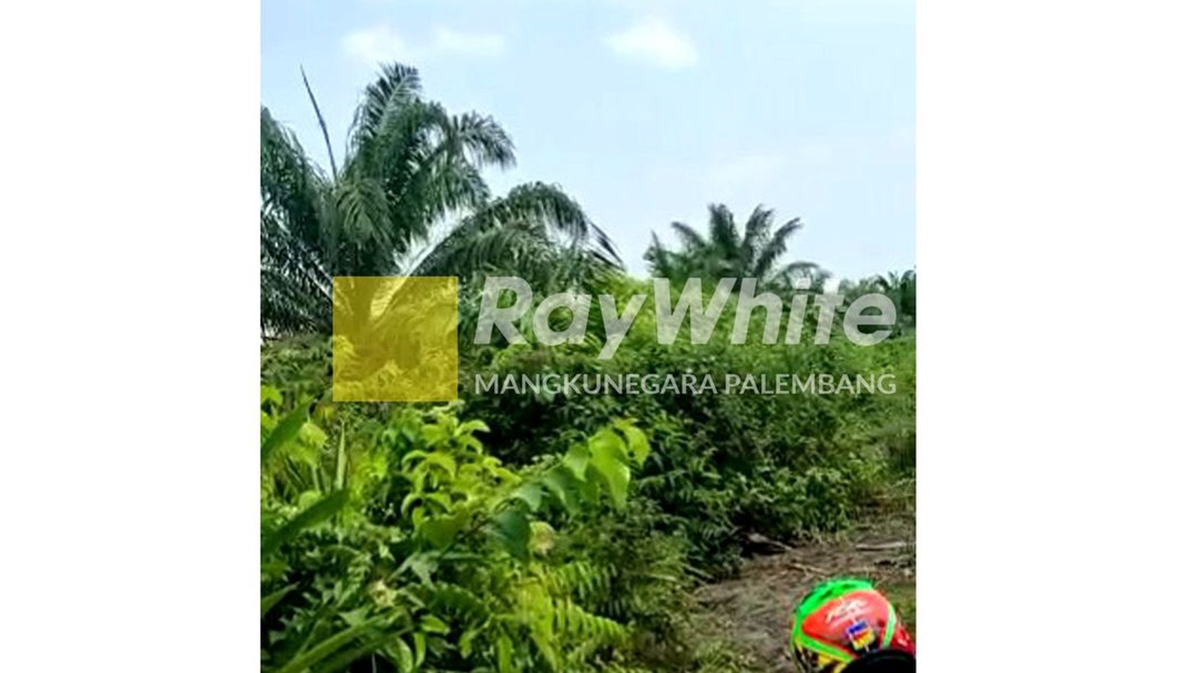 DI JUAL TANAH KEBUN SAWIT 