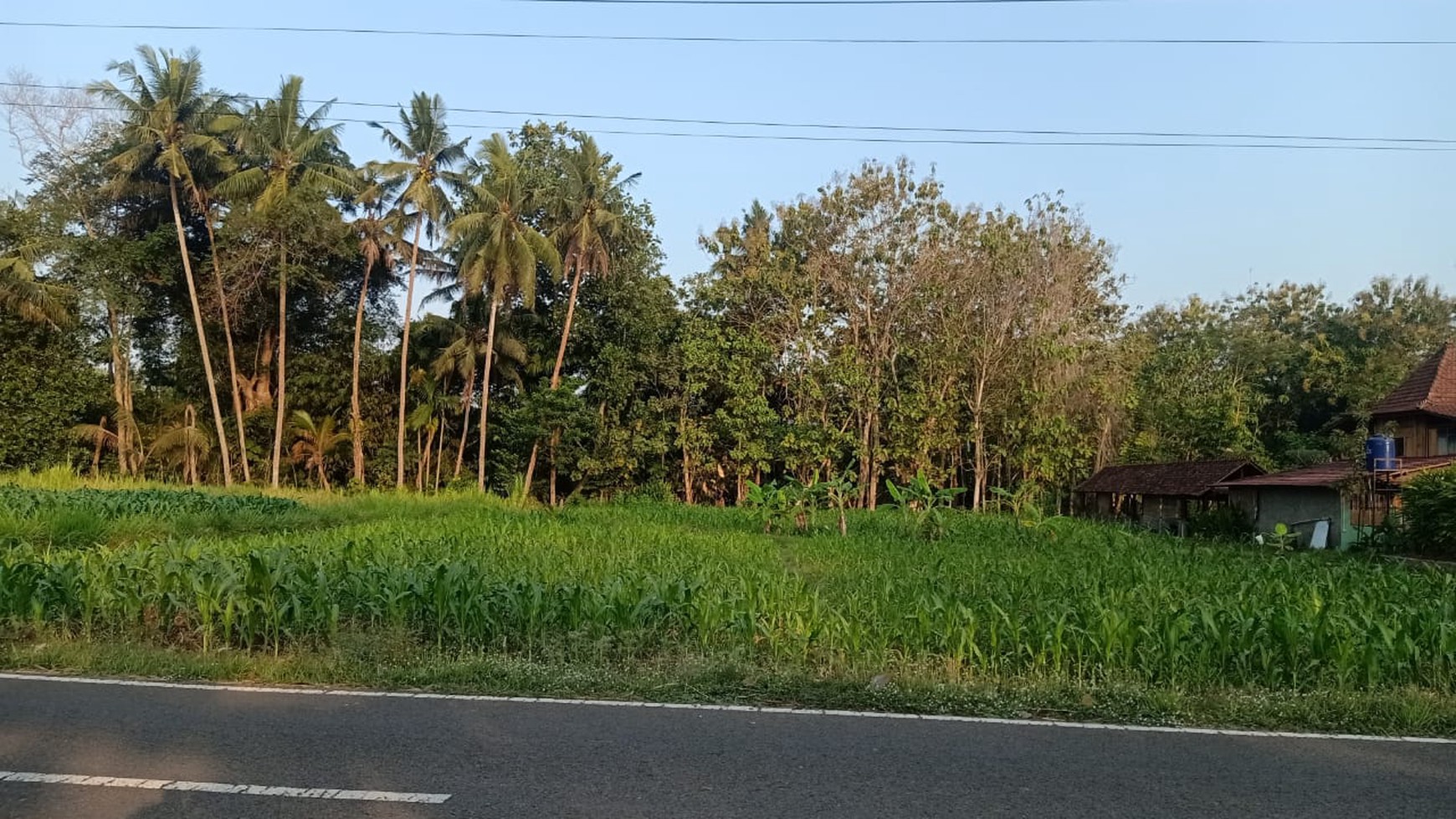 Disewakan Tanah Sawah Luas 1875 Meter Persegi di Seyegan Sleman 