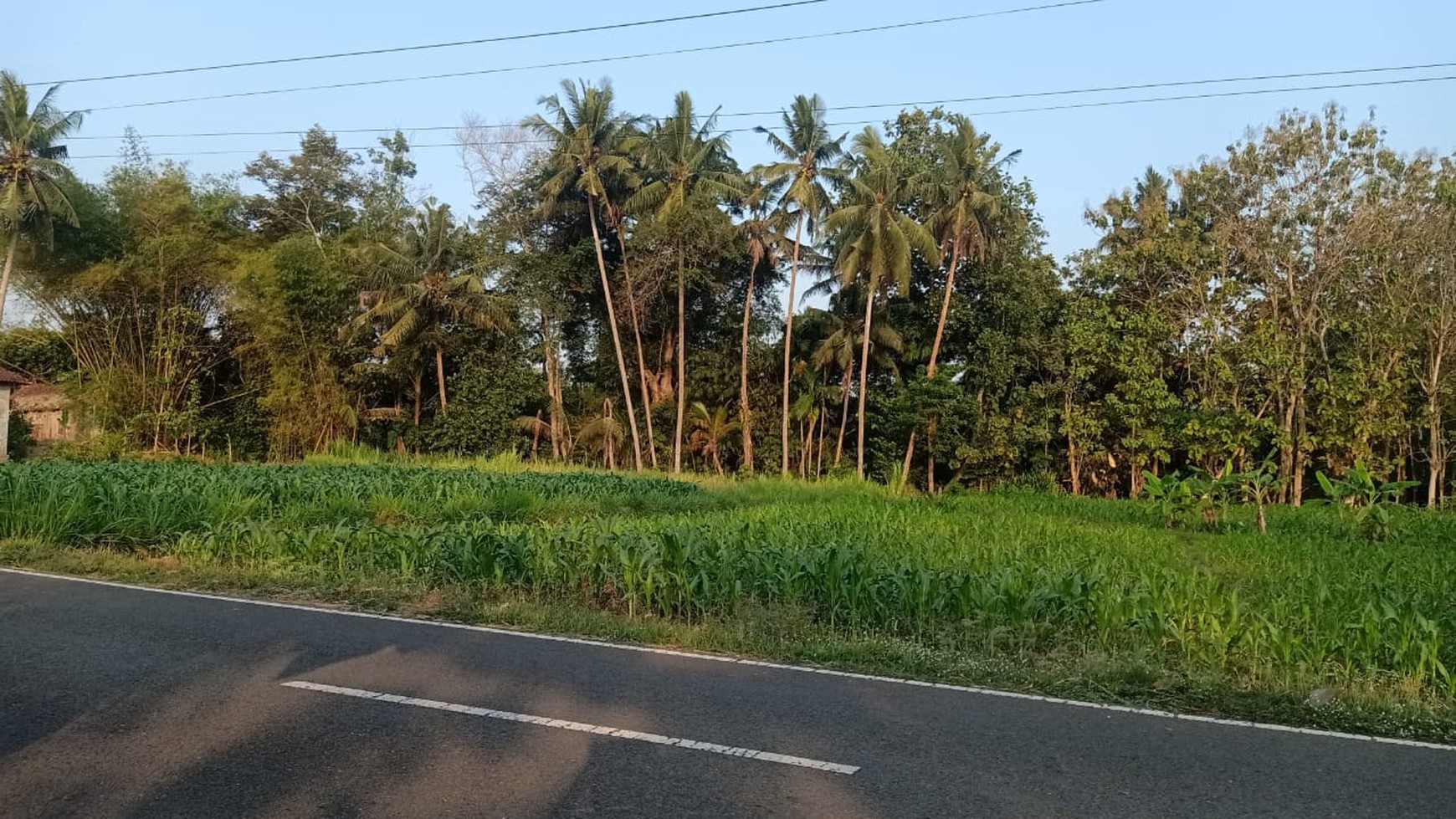 Disewakan Tanah Sawah Luas 1875 Meter Persegi di Seyegan Sleman 