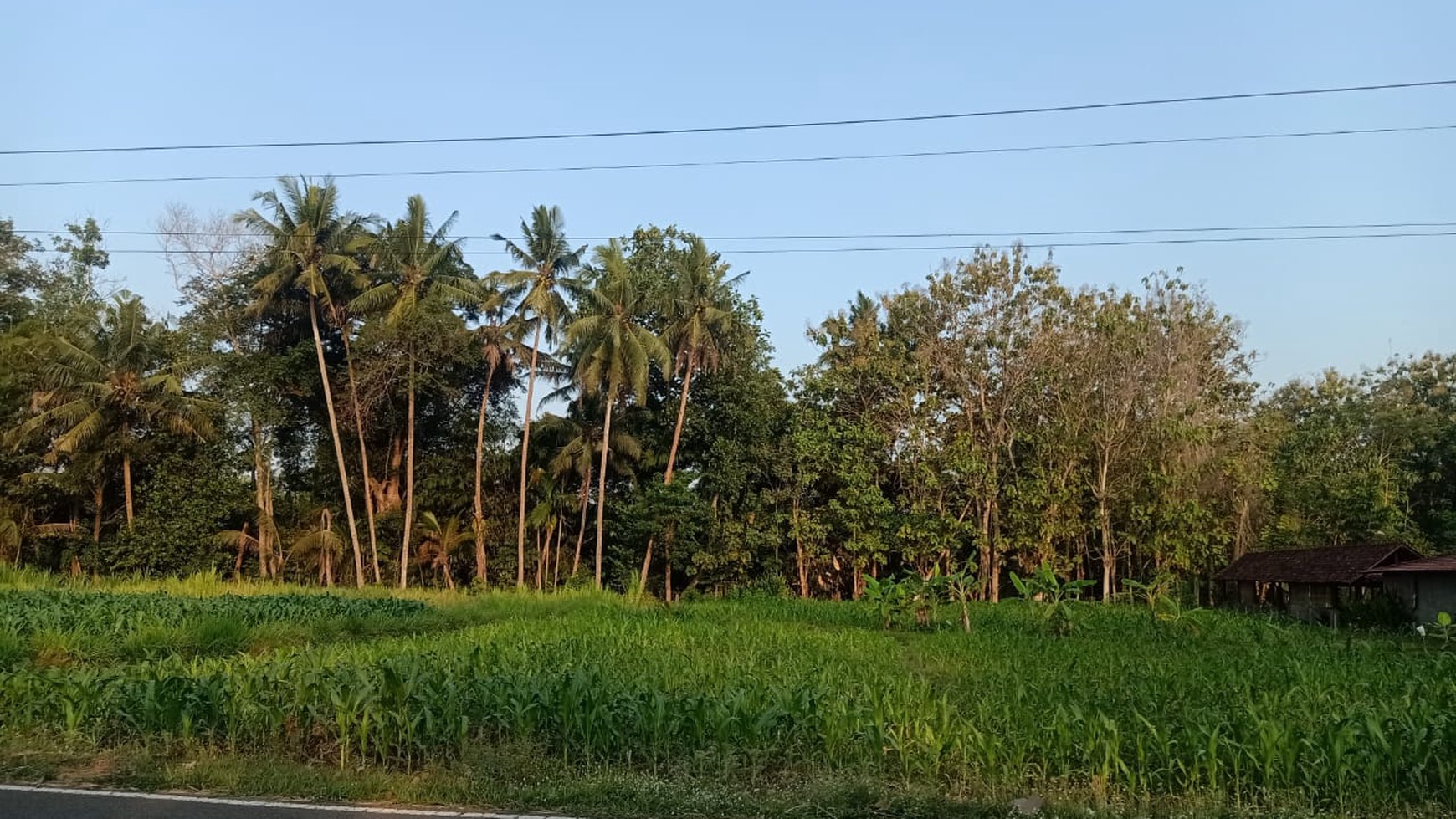 Disewakan Tanah Sawah Luas 1875 Meter Persegi di Seyegan Sleman 