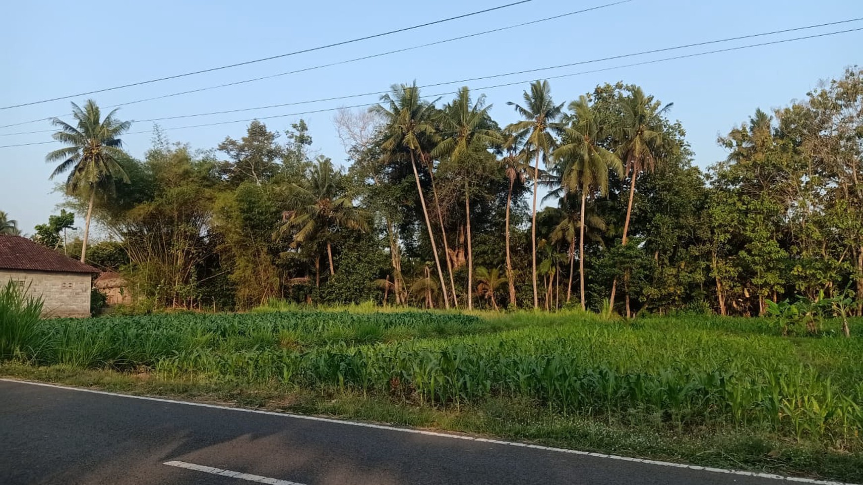 Disewakan Tanah Sawah Luas 1875 Meter Persegi di Seyegan Sleman 