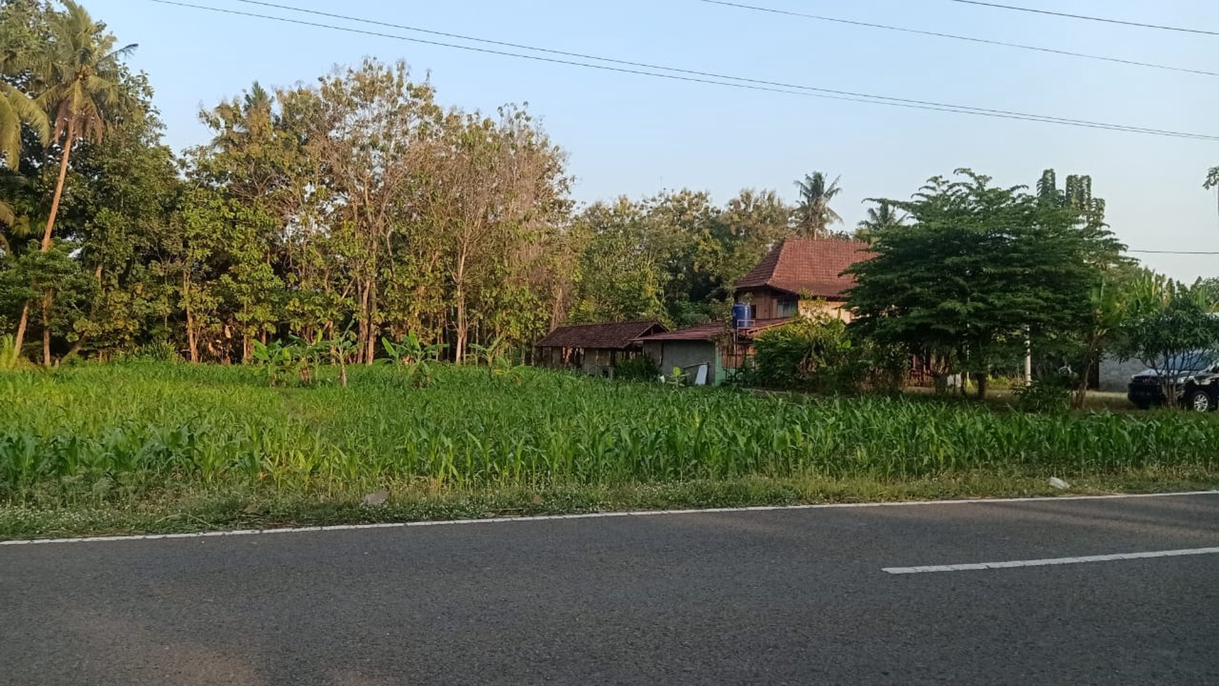 Disewakan Tanah Sawah Luas 1875 Meter Persegi di Seyegan Sleman 