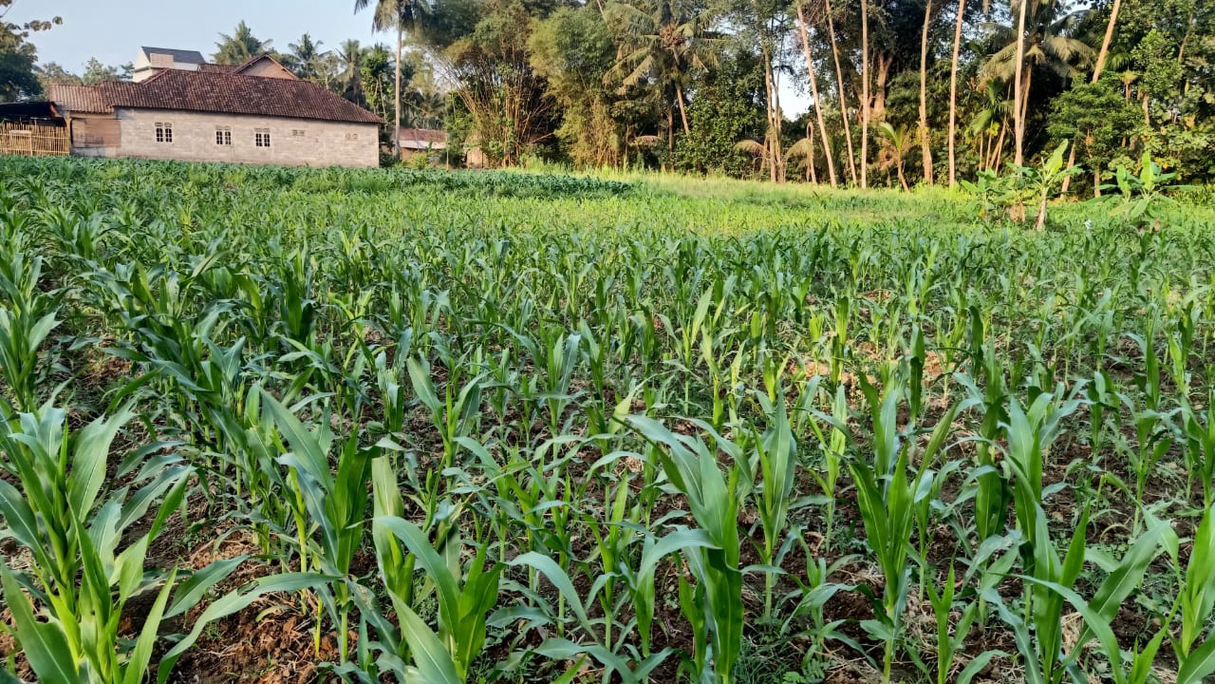 Disewakan Tanah Sawah Luas 1875 Meter Persegi di Seyegan Sleman 