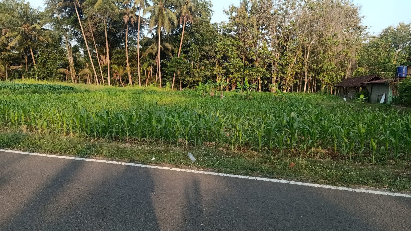 Disewakan Tanah Sawah Luas 1875 Meter Persegi di Seyegan Sleman 