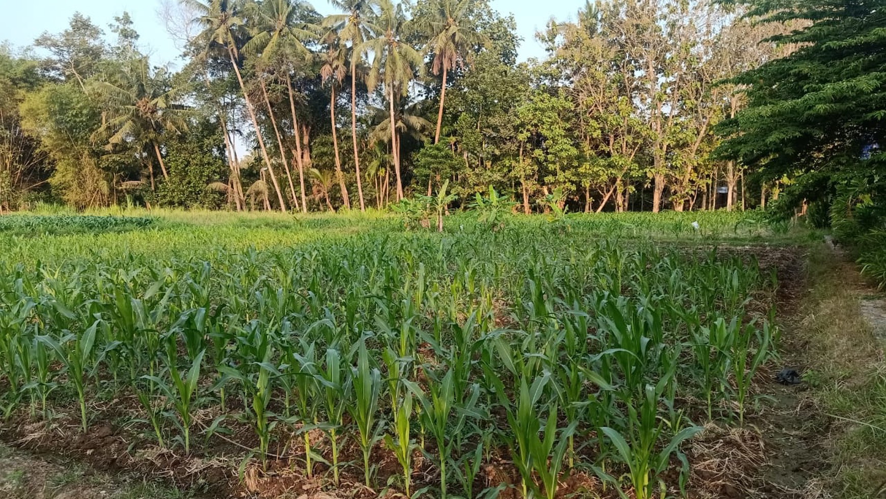 Disewakan Tanah Sawah Luas 1875 Meter Persegi di Seyegan Sleman 