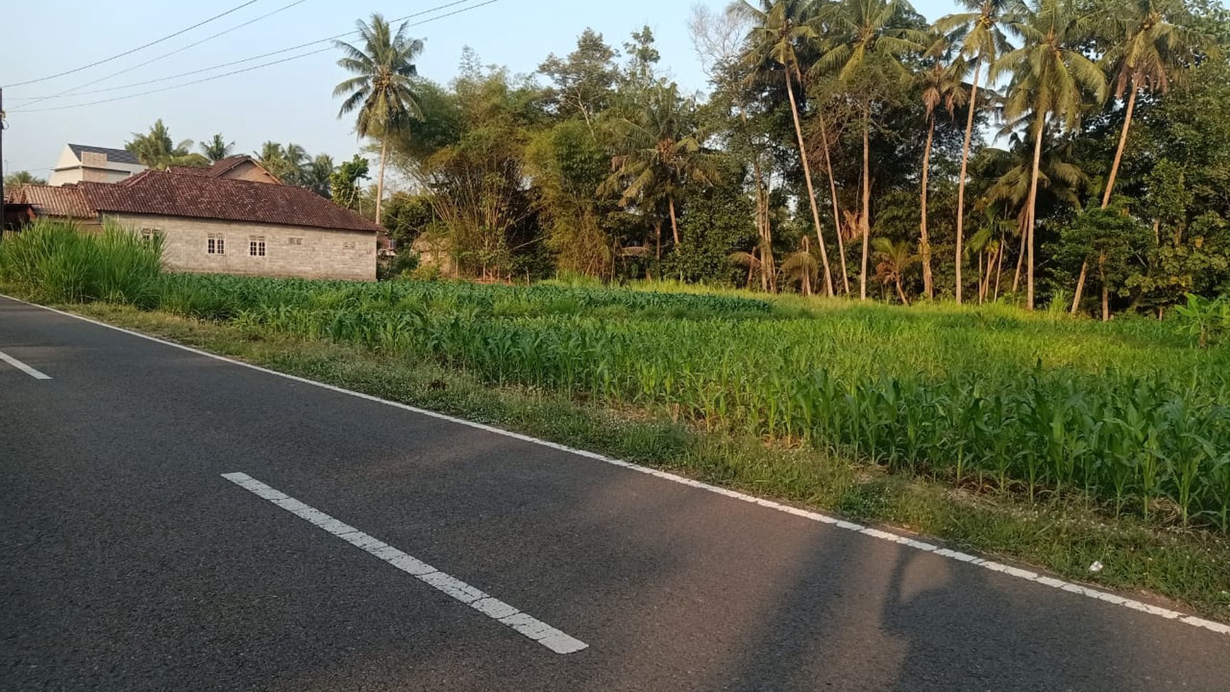 Disewakan Tanah Sawah Luas 1875 Meter Persegi di Seyegan Sleman 