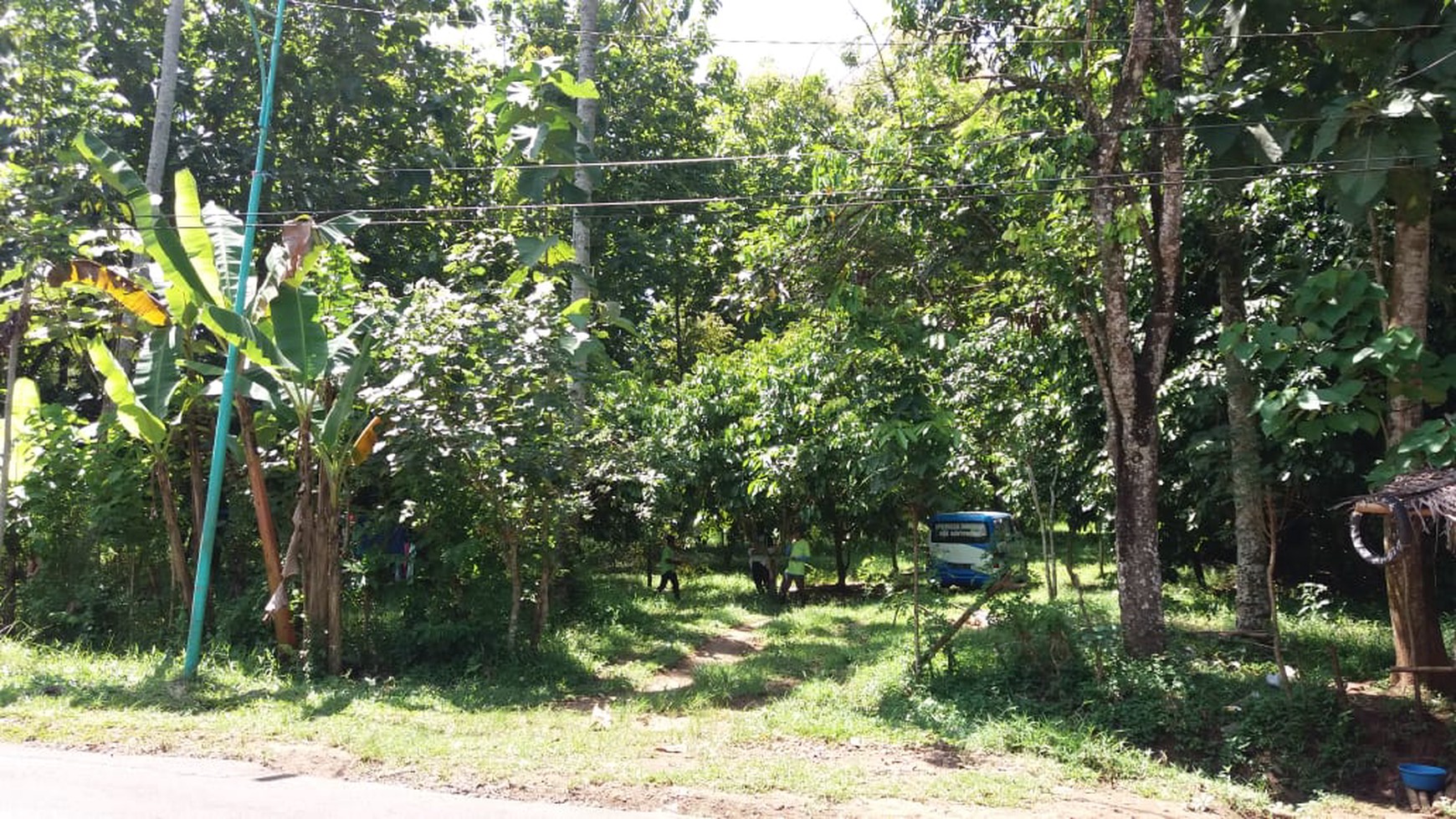 522. Dijual Tanah Kebun Nol jalan Raya Licin, Desa  Banjar Kec Glagah Kab Banyuwangi 