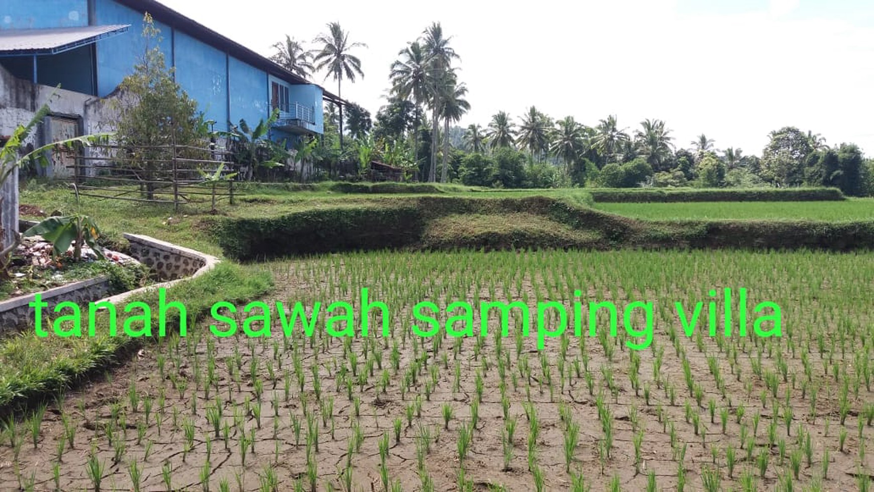 523. Dijual Villa dan tanah sawah Nol jalan Raya Tamansari-Licin, Desa Tamansari Kec Glagah Kab Banyuwangi 