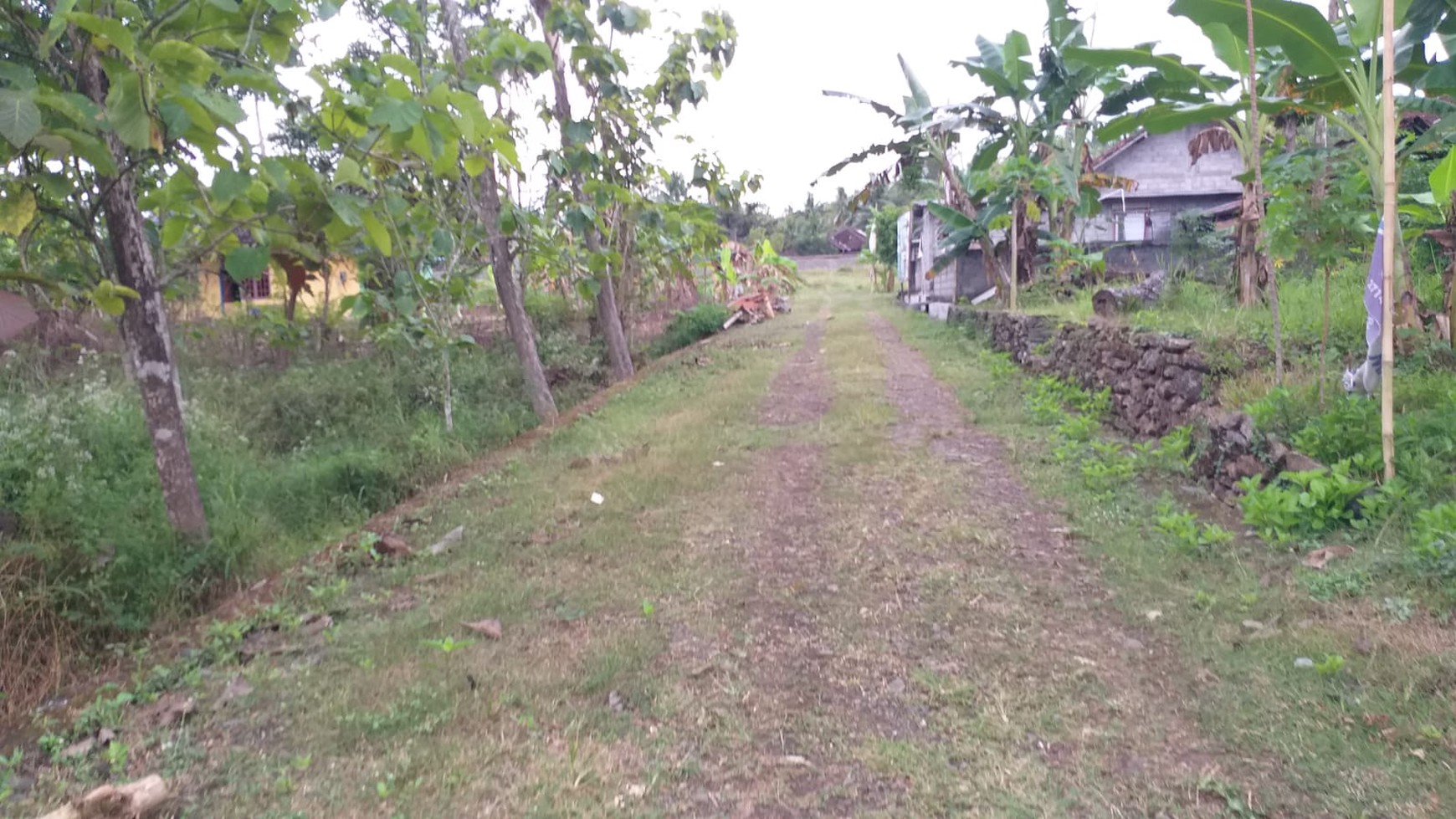 Tanah Kavling Siap Bangun Luas 233 Meter Persegi di Kulonprogo 