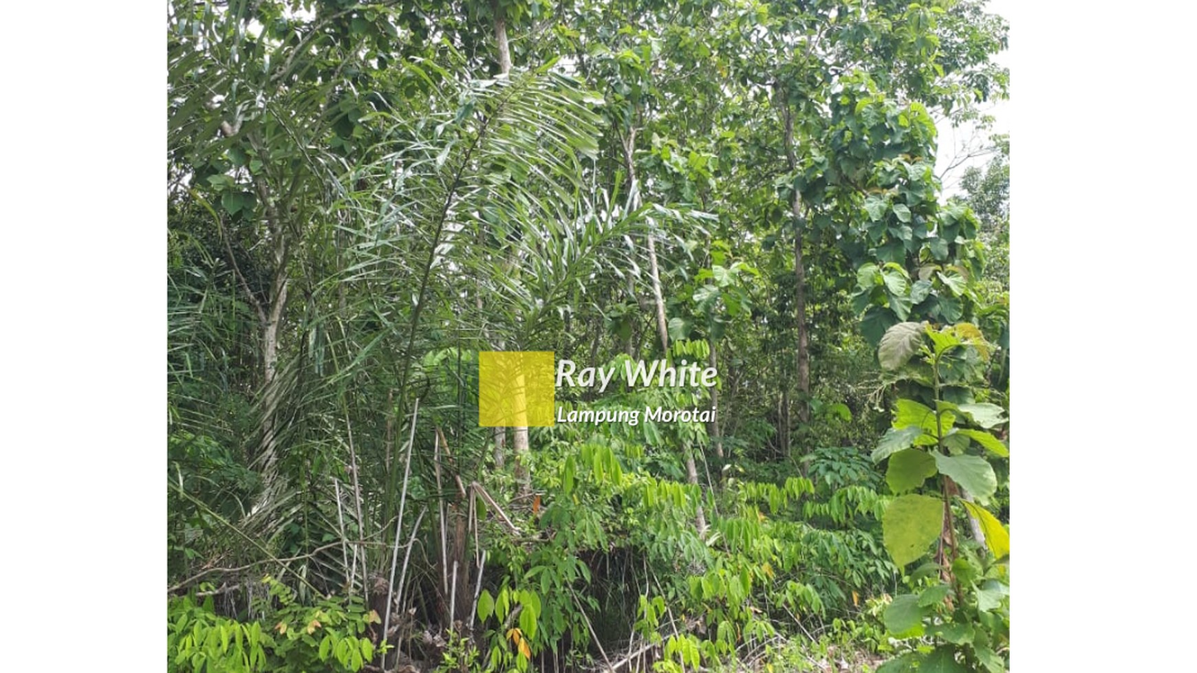 Dijual Tanah Murah di Negeri Katon Pesawaran