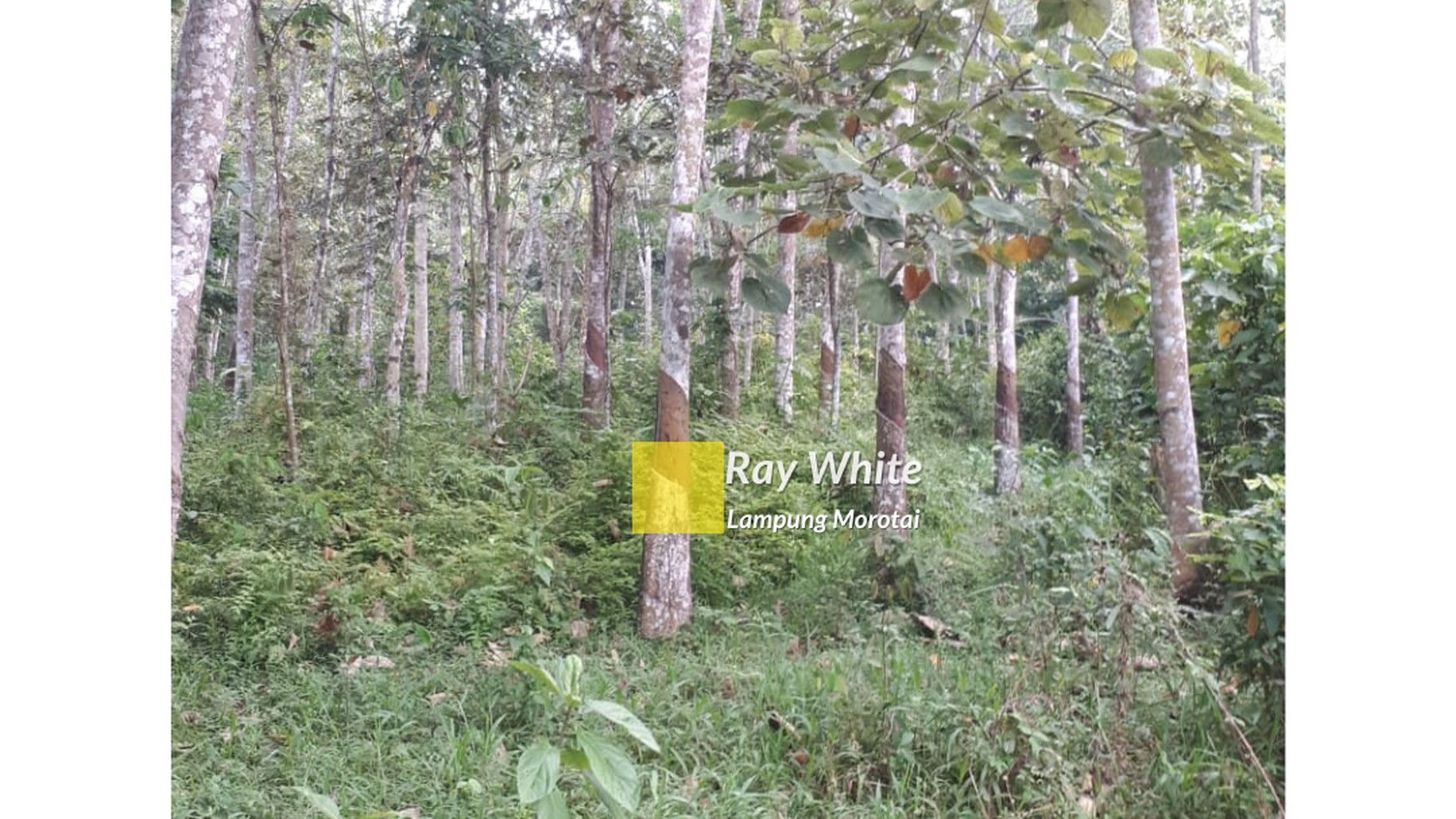 Dijual Tanah Murah di Negeri Katon Pesawaran