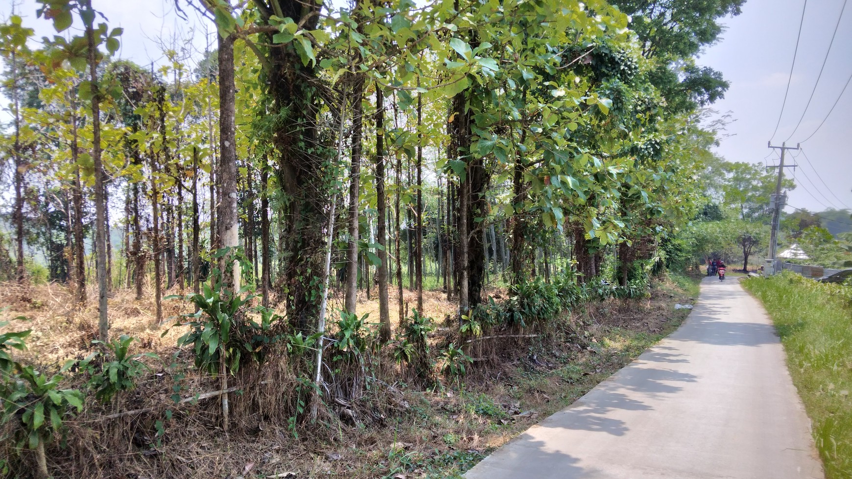 Tanah DiSukanegara Jonggol harga nego