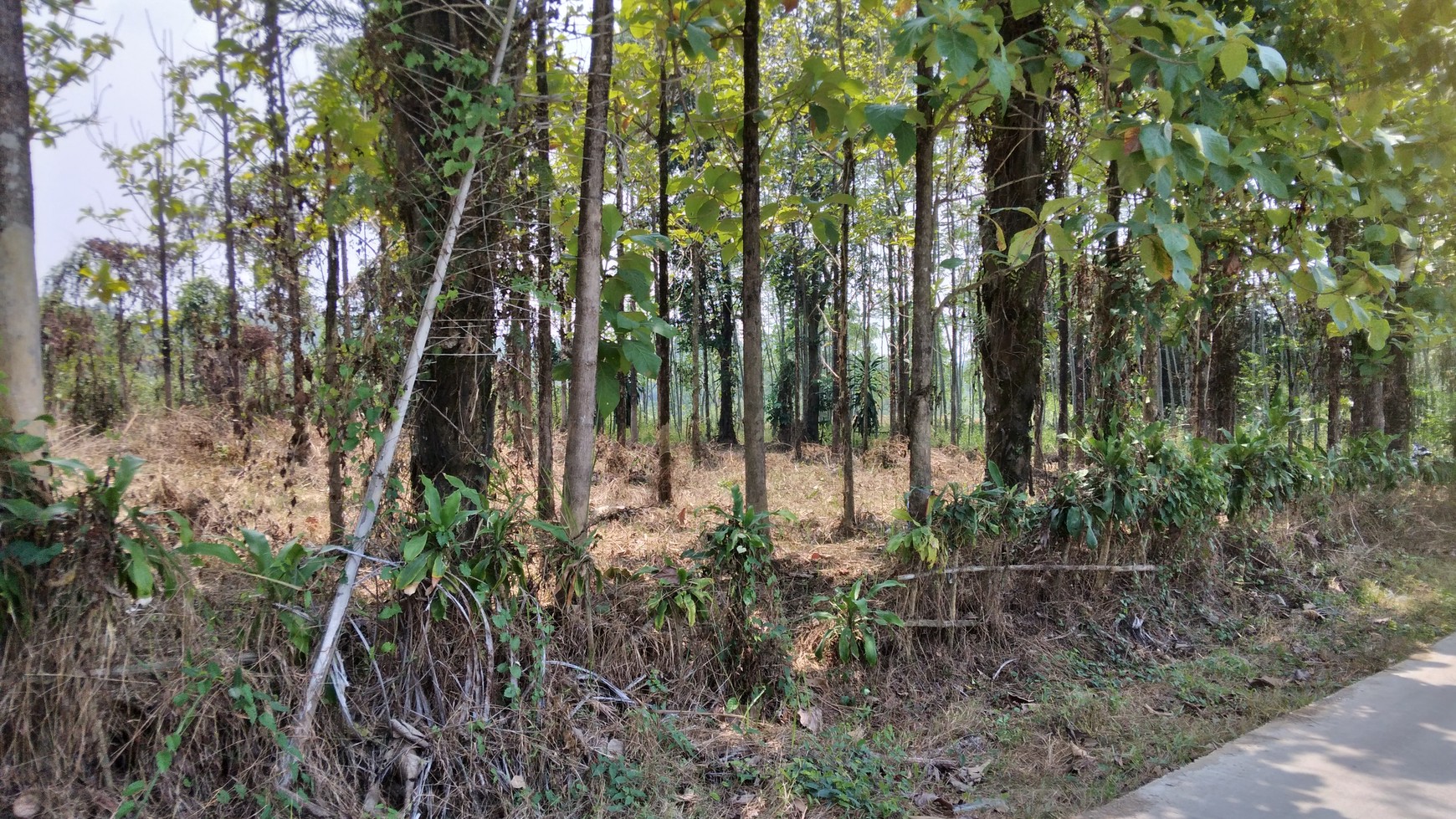 Tanah DiSukanegara Jonggol harga nego