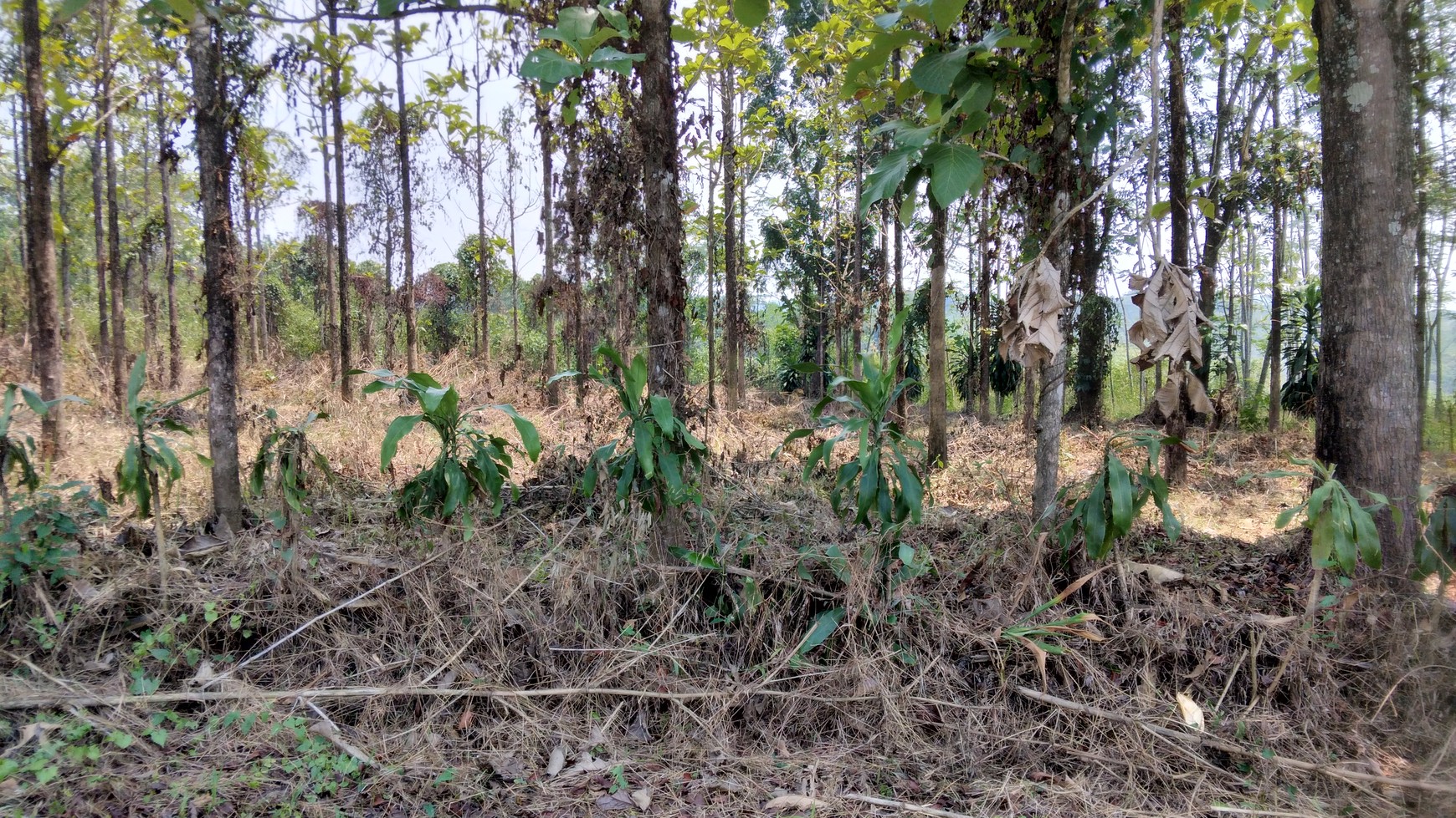 Tanah DiSukanegara Jonggol harga nego