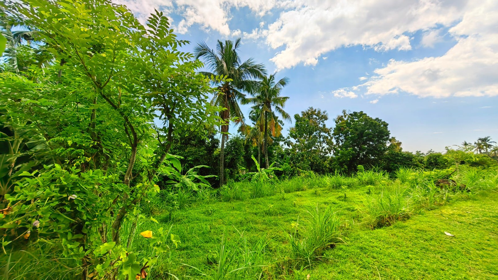 Land for Sale in Kayu Putih, Lovina