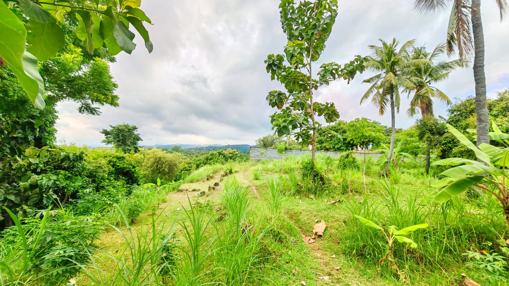 Land for Sale in Kayu Putih, Lovina