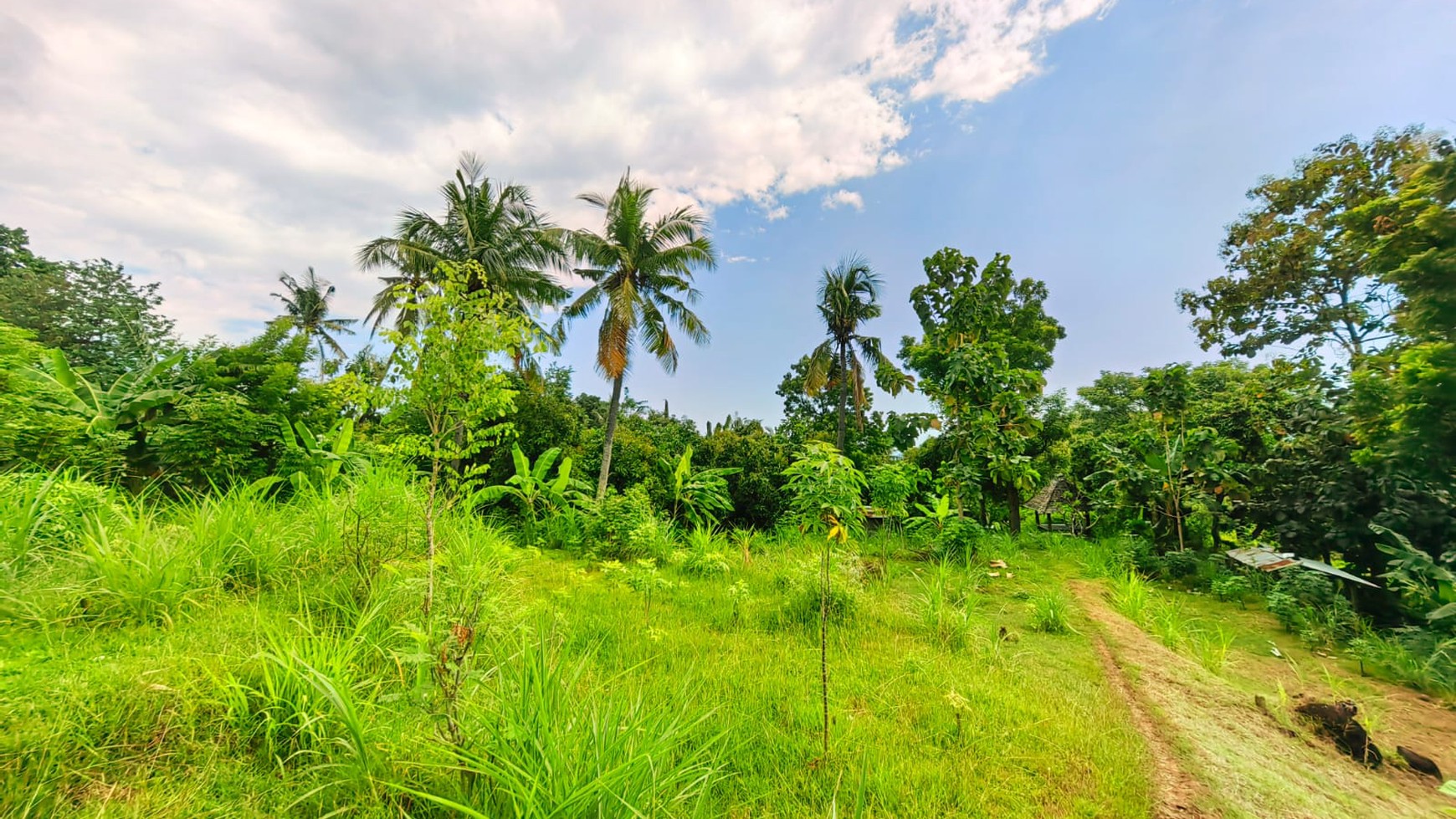 Land for Sale in Kayu Putih, Lovina