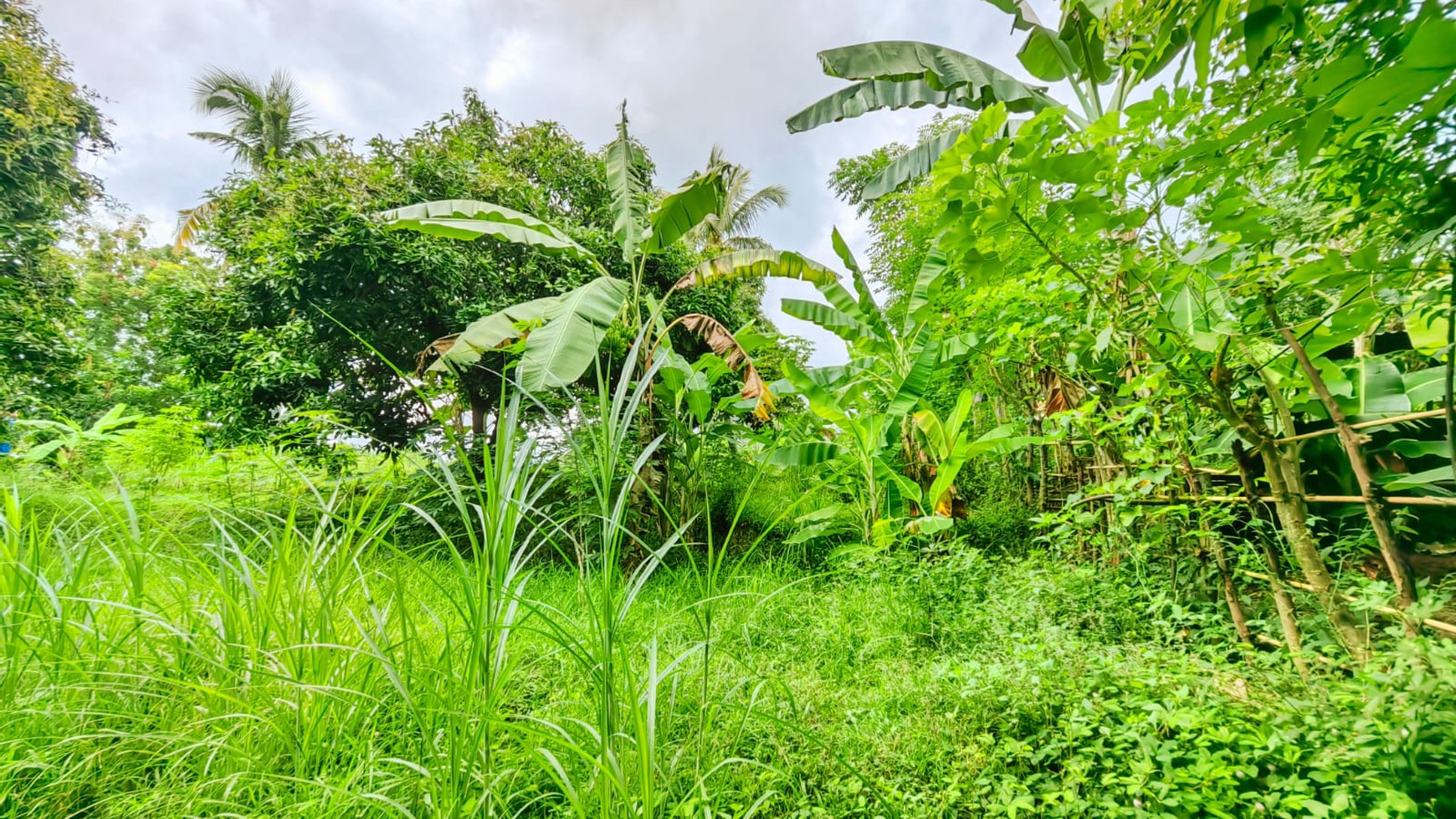 Land for Sale in Kayu Putih, Lovina