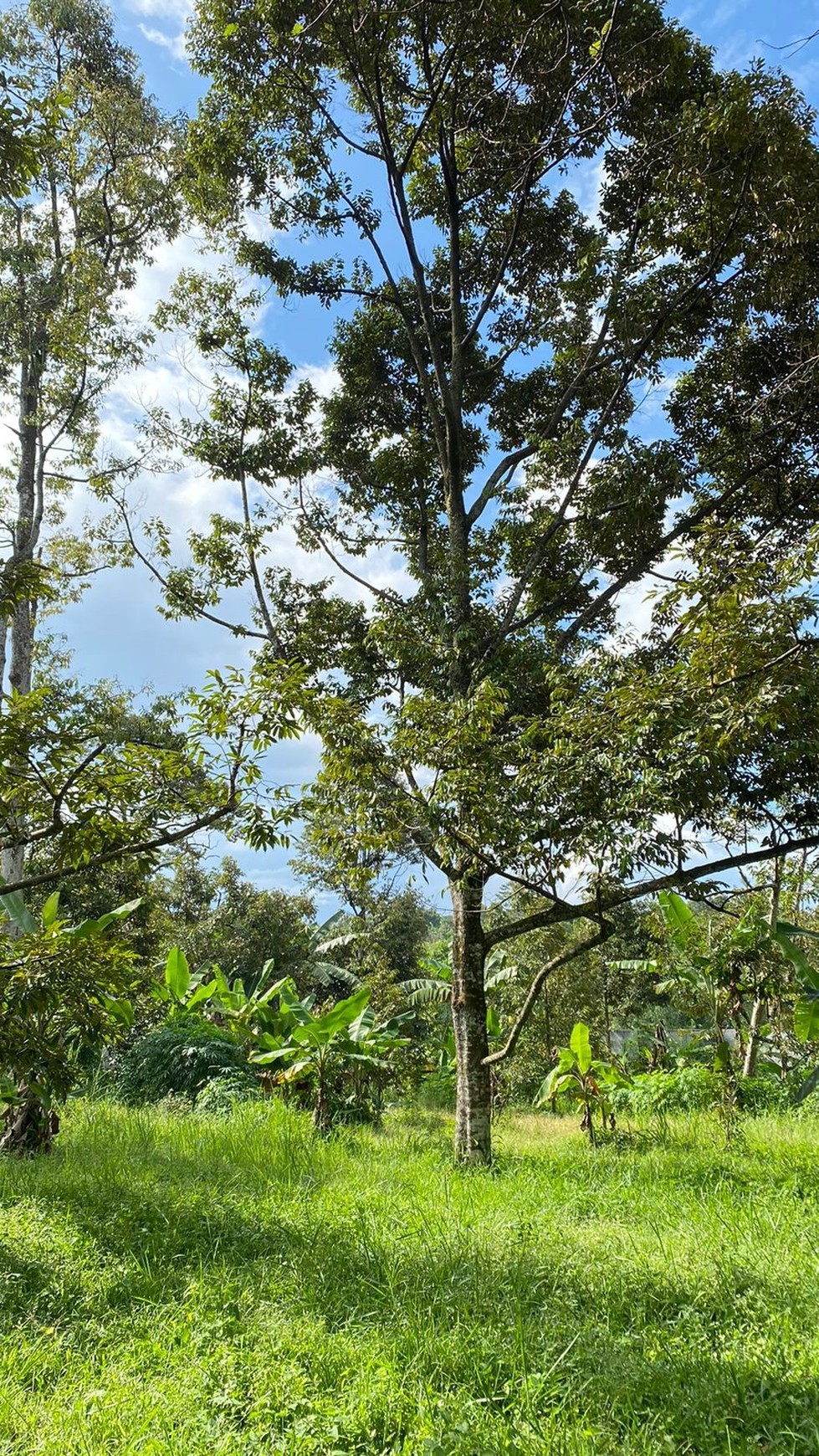 DIJUAL LAHAN DAN RUMAH KEBUN ASRI DI CARIU BOGOR