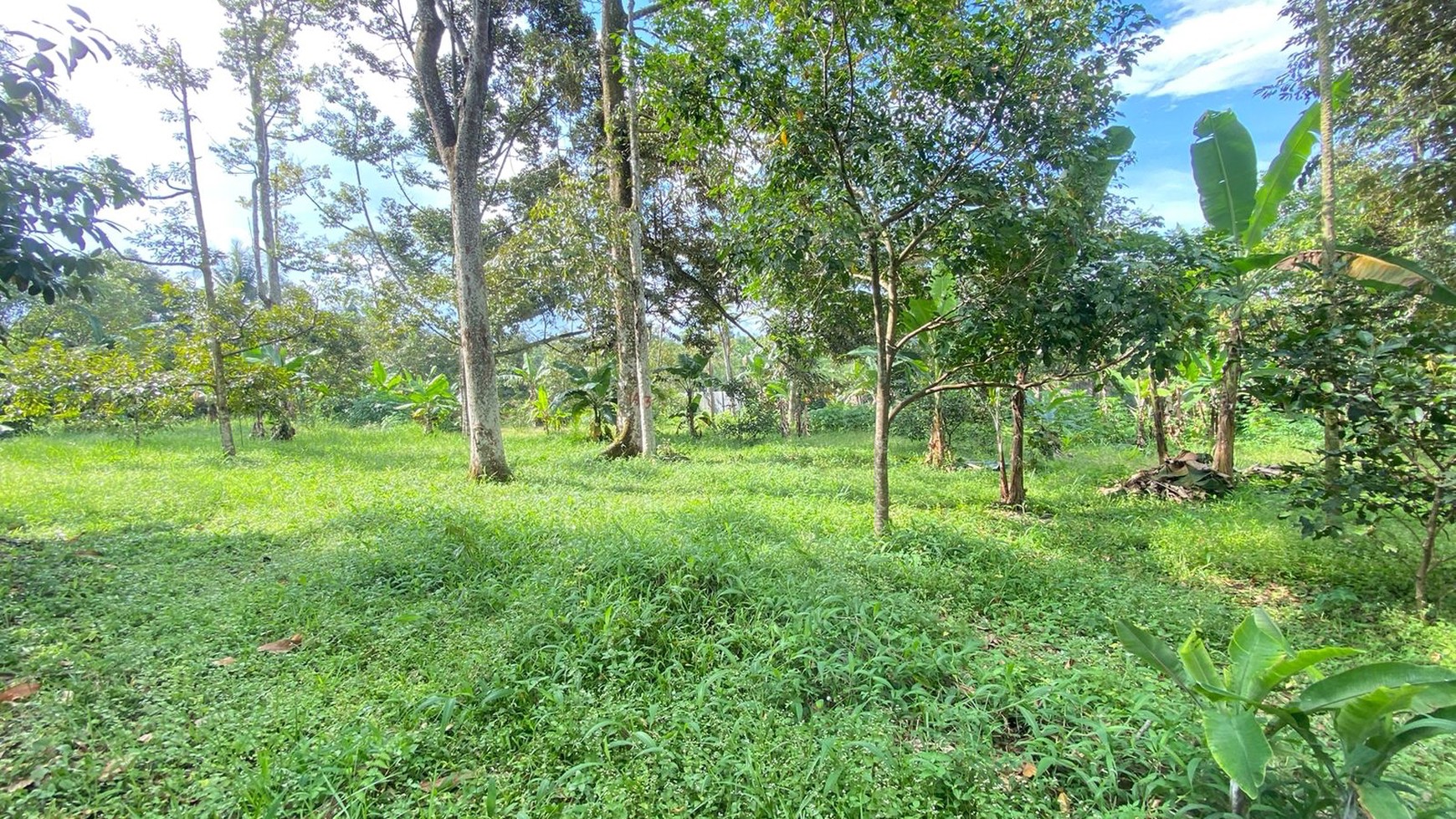 DIJUAL LAHAN DAN RUMAH KEBUN ASRI DI CARIU BOGOR