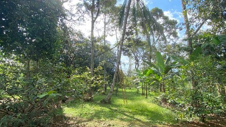 DIJUAL LAHAN DAN RUMAH KEBUN ASRI DI CARIU BOGOR