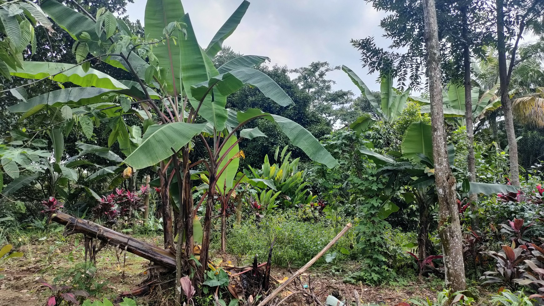 Kavling Ciapus Bogor di lereng gunung Salak, cocok untuk perumahan,  Vila, Kebun dan resort, outbound park 