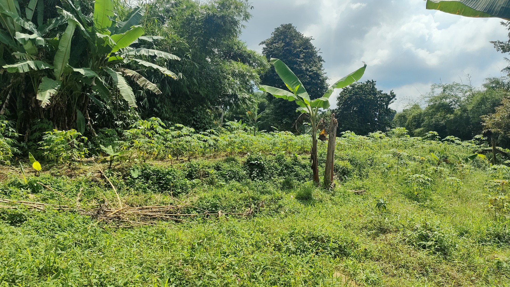 Kavling Ciapus Bogor di lereng gunung Salak, cocok untuk perumahan,  Vila, Kebun dan resort, outbound park 